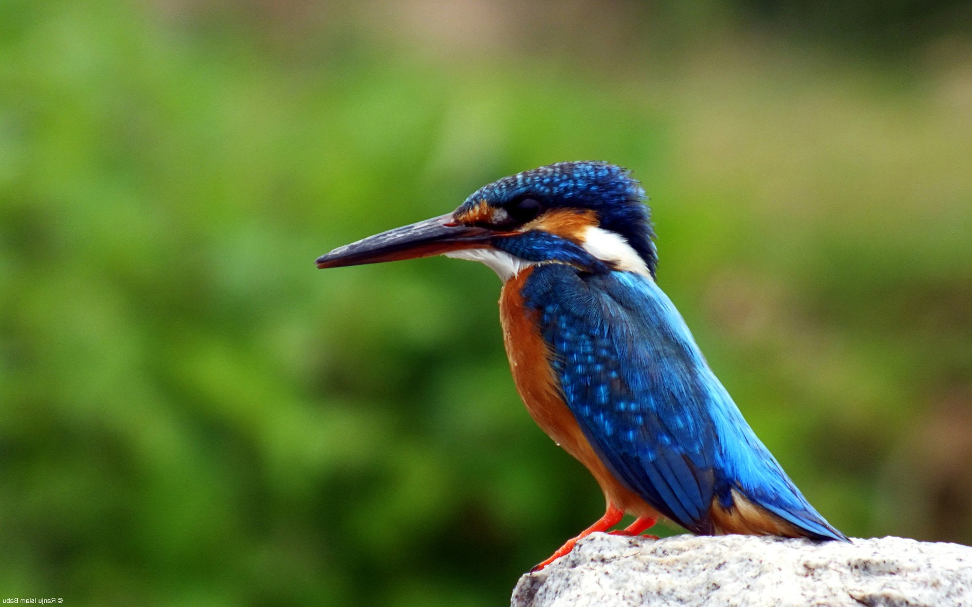 1680x1050 Kingfisher Bird 1680x1050 Resolution HD 4k Wallpapers, Images