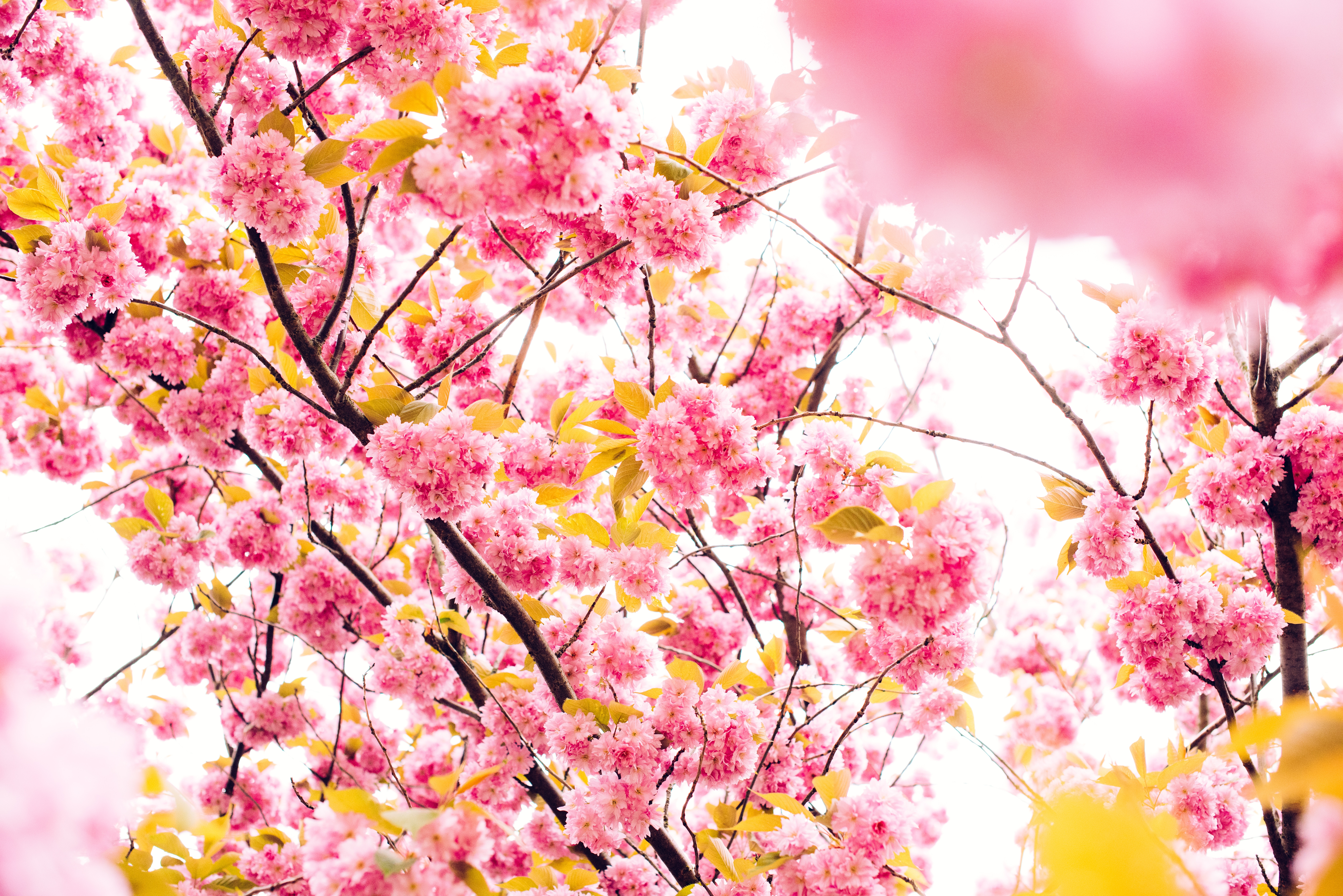Pink Blossoming Tree 8k, HD Nature, 4k Wallpapers, Images, Backgrounds