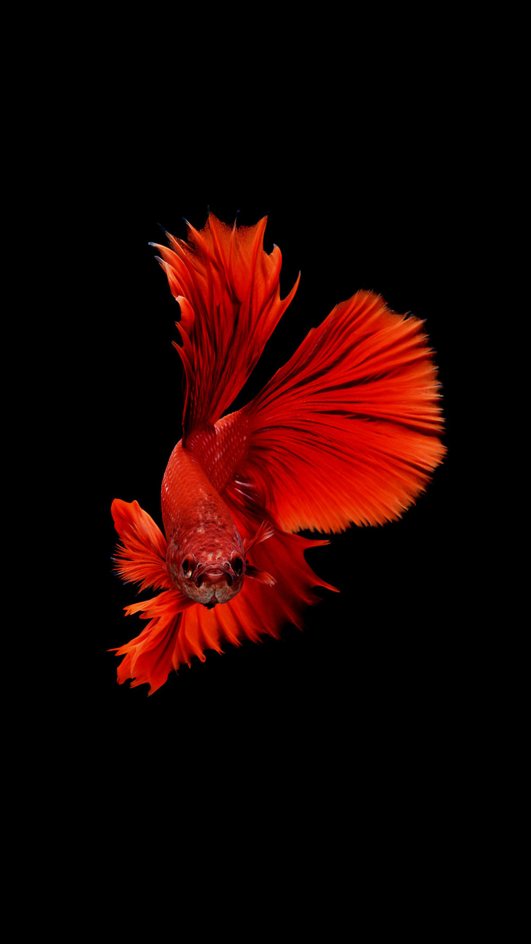 Download 21 iphone-6s-fish-wallpaper Betta-Fish-Wallpaper-,-66 -image-collections-of-wallpapers.jpg