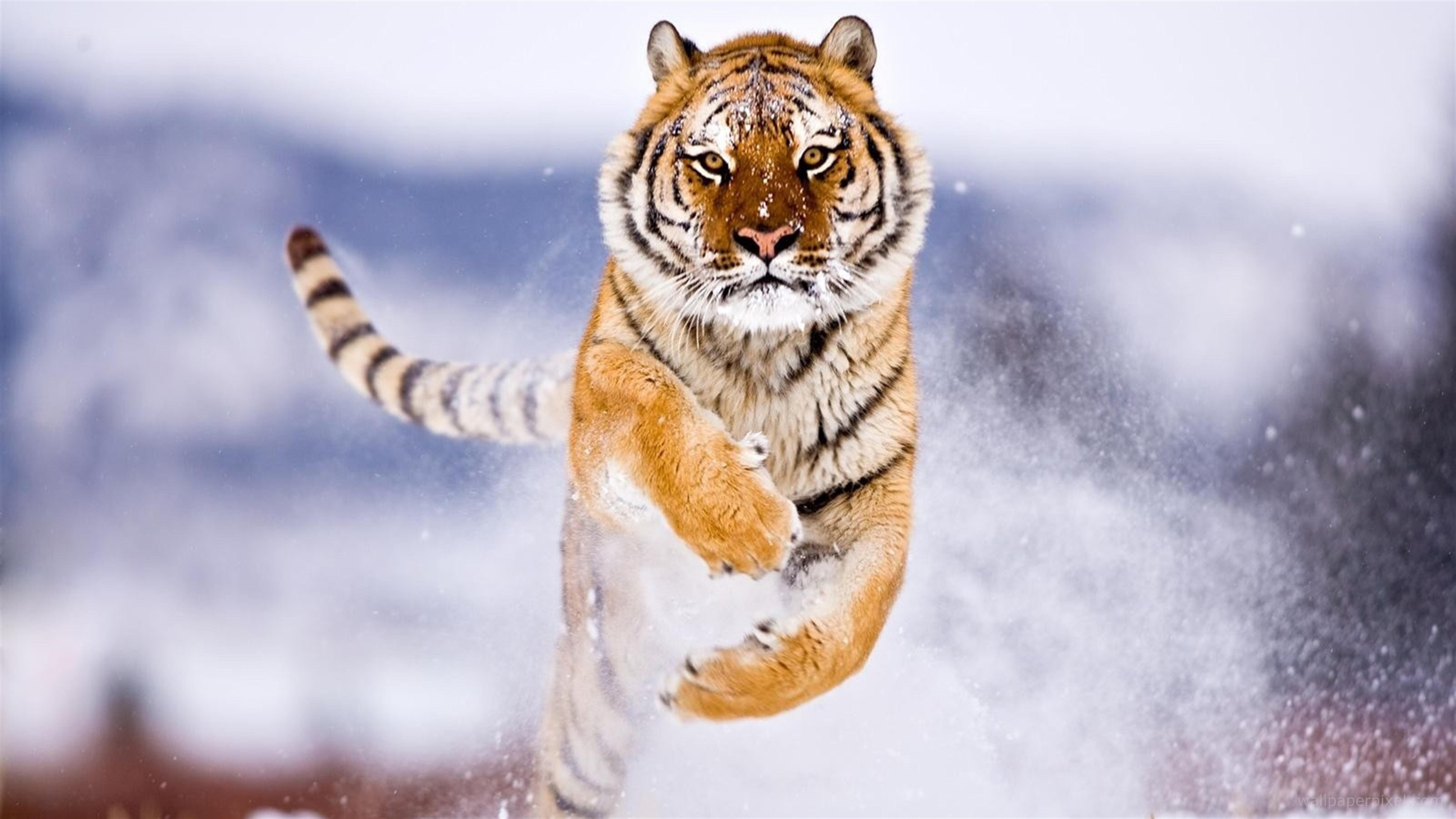 7680x4320 Tiger In Snow 8k HD 4k Wallpapers, Images, Backgrounds