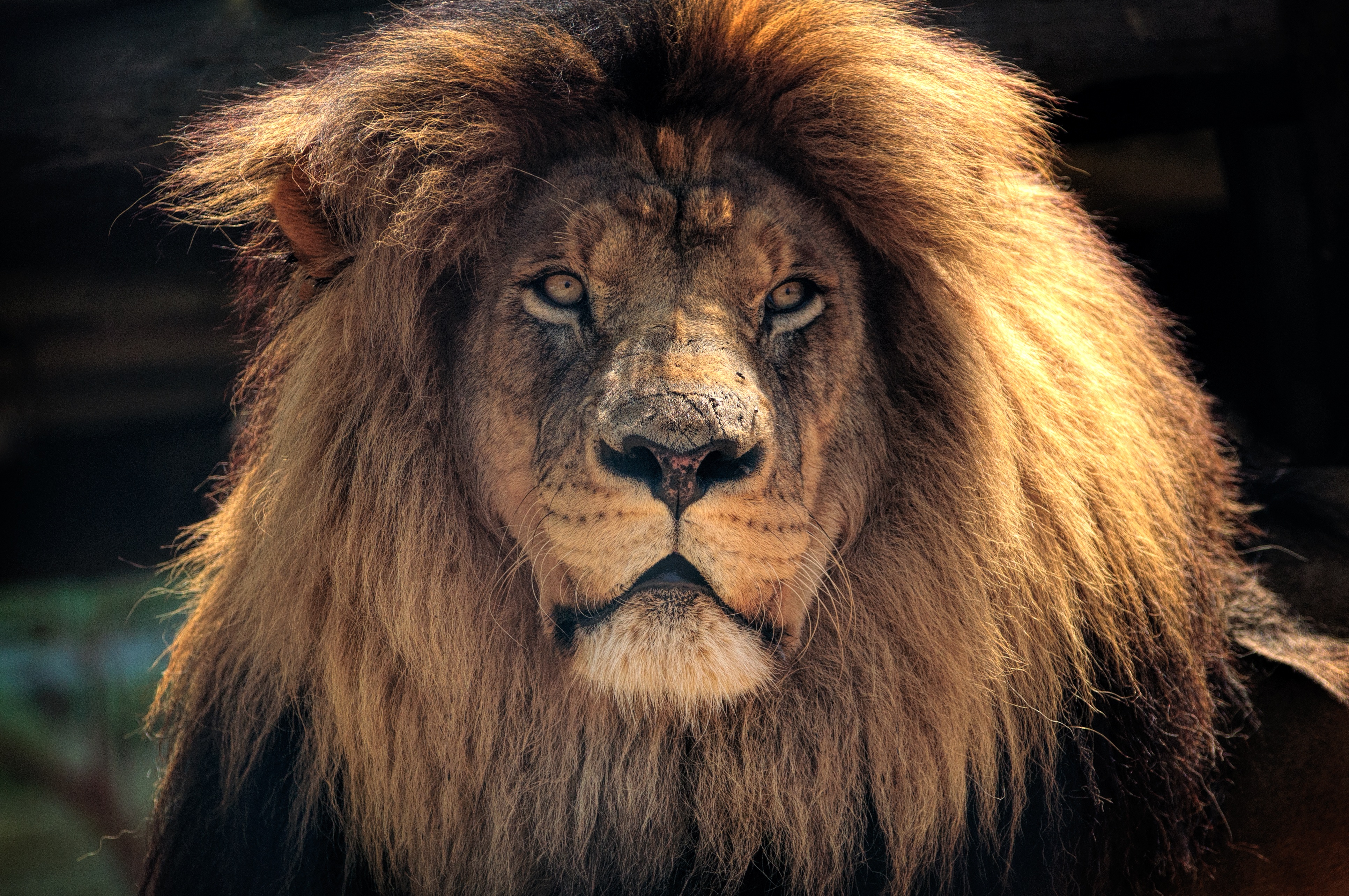 4k Lion Hd, HD Animals, 4k Wallpapers, Images, Backgrounds, Photos and