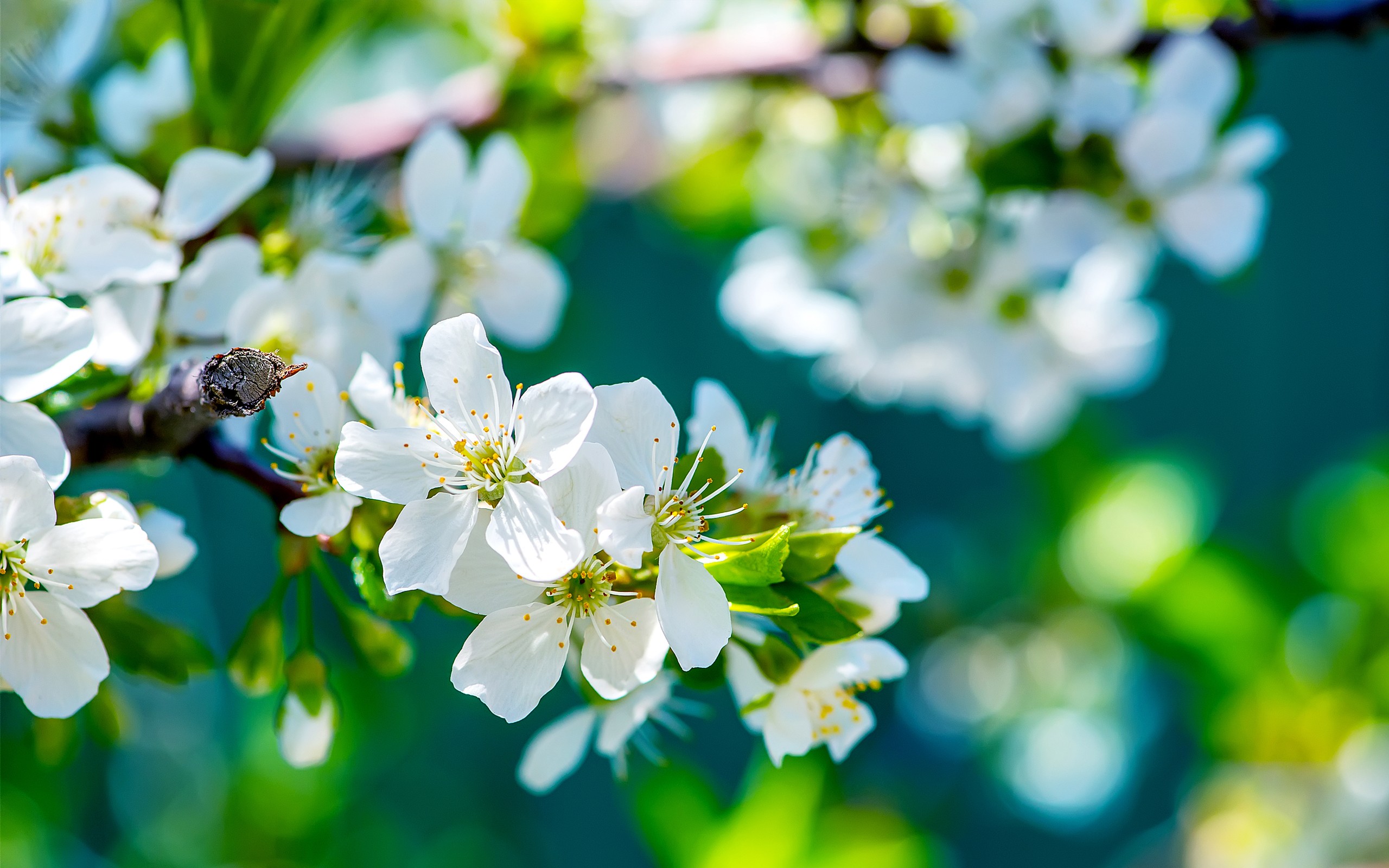 Apple Flowers, HD Flowers, 4k Wallpapers, Images, Backgrounds, Photos and Pictures