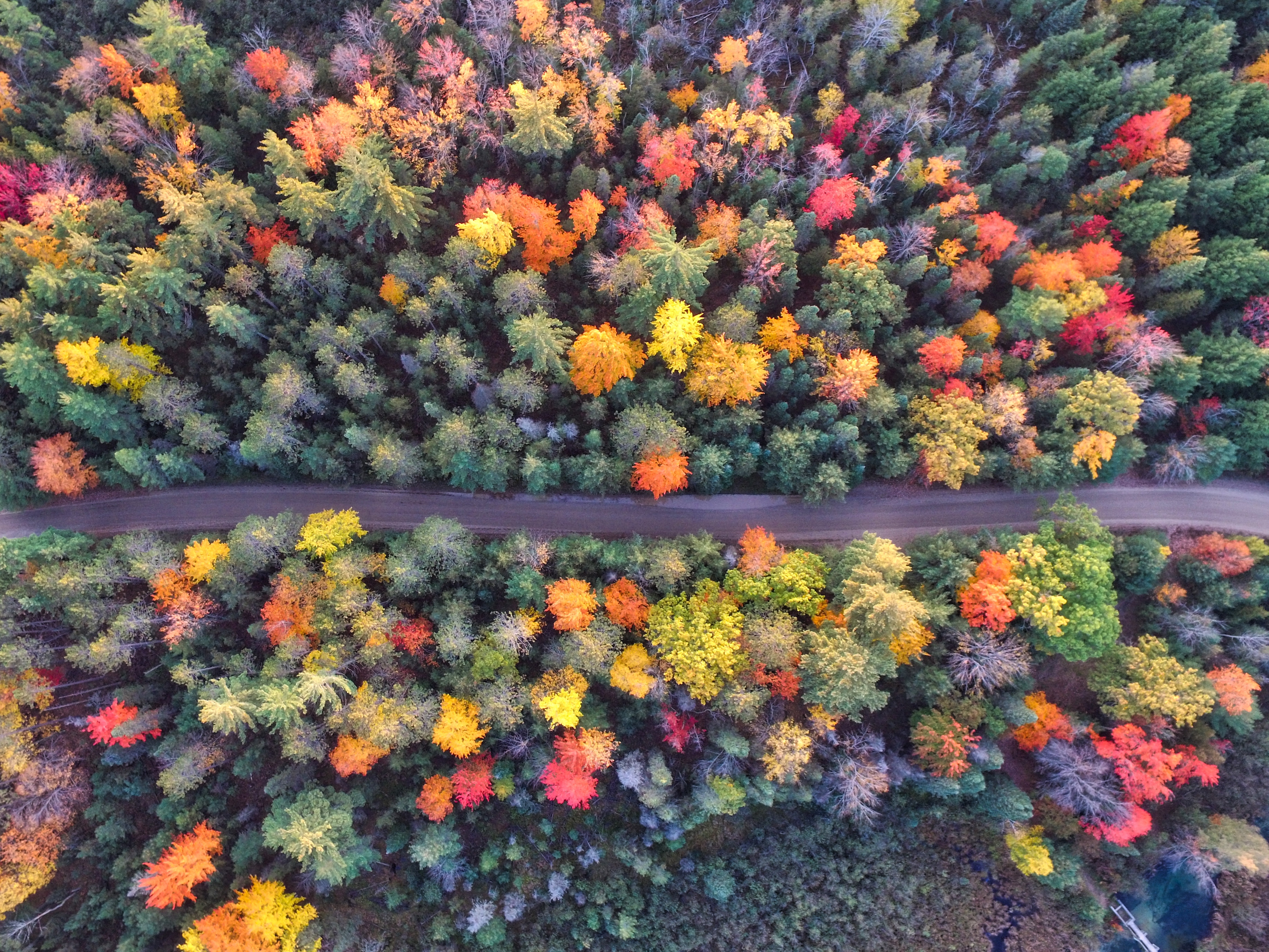 Autumn Path Of Forest Drone View Hd Nature 4k Wallpapers Images