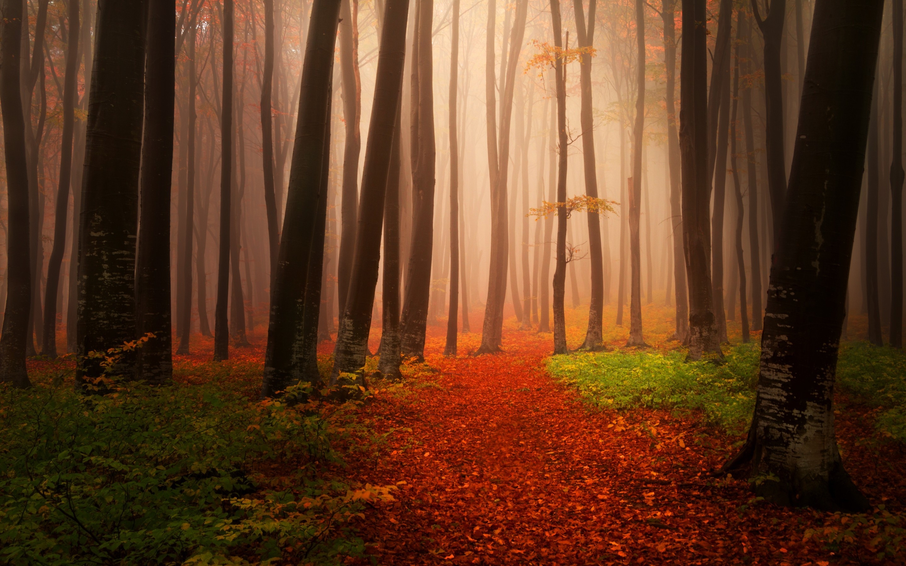 Autumn Starts Forest, HD Nature, 4k Wallpapers, Images, Backgrounds