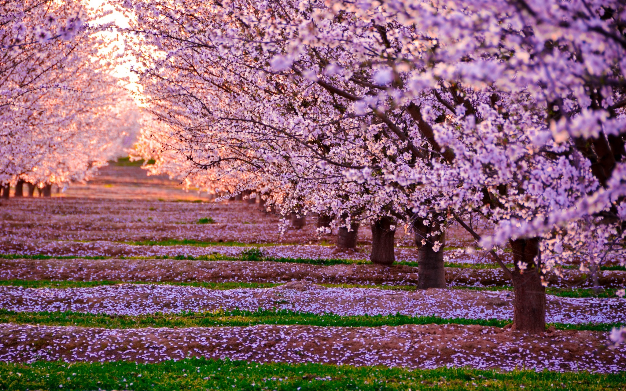 Blossom Nature Pink Flowers Trees, HD Nature, 4k Wallpapers, Images