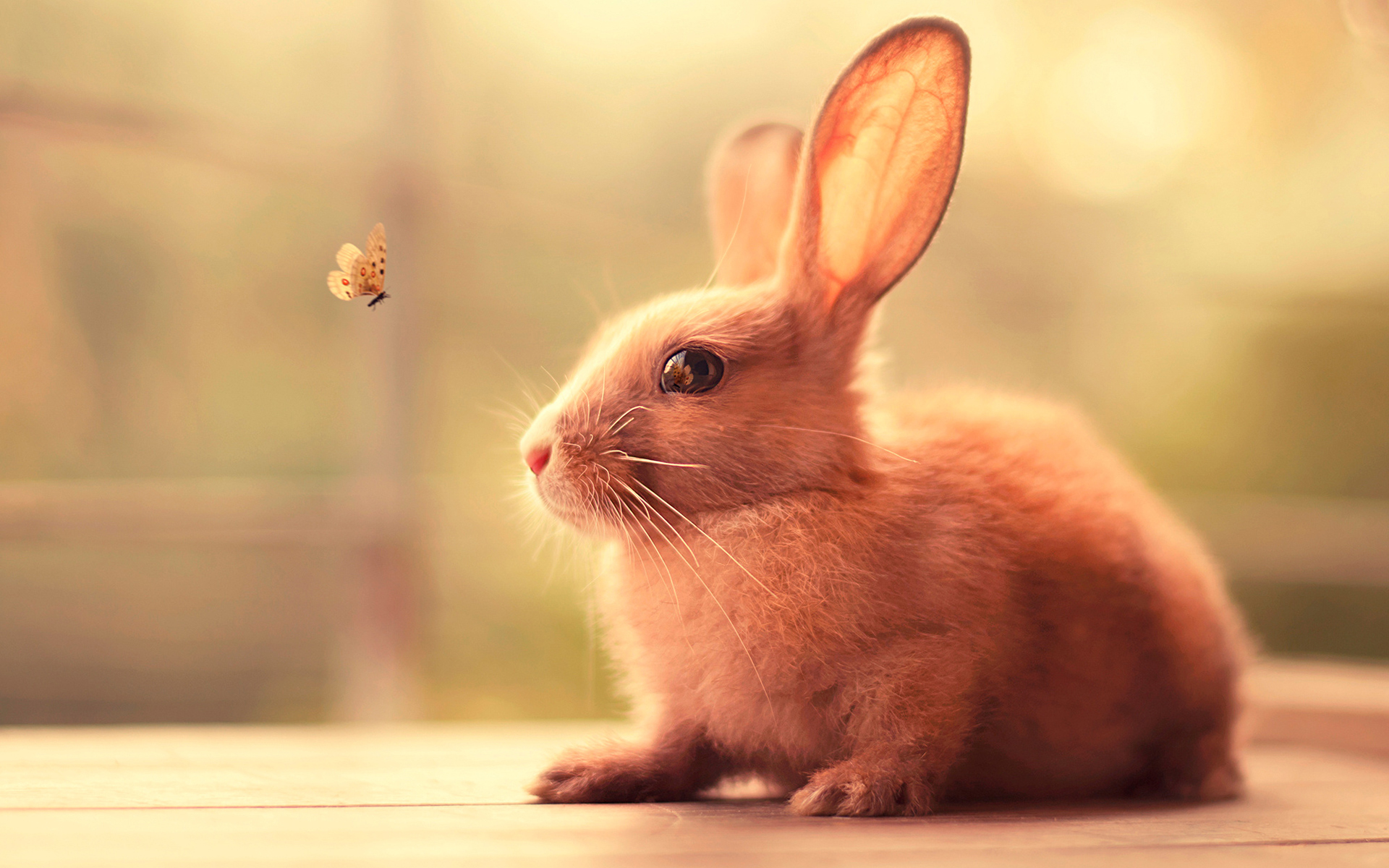 Bunny Cute, Hd Animals, 4K Wallpapers, Images, Backgrounds, Photos And