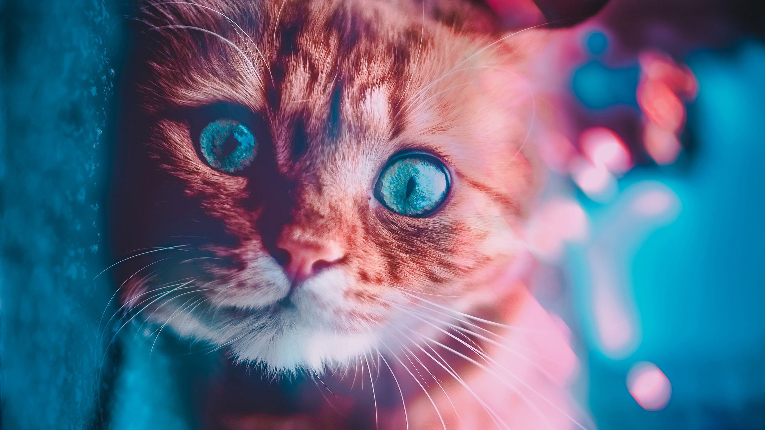 Cat Glowing Eyes, HD Animals, 4k Wallpapers, Images, Backgrounds