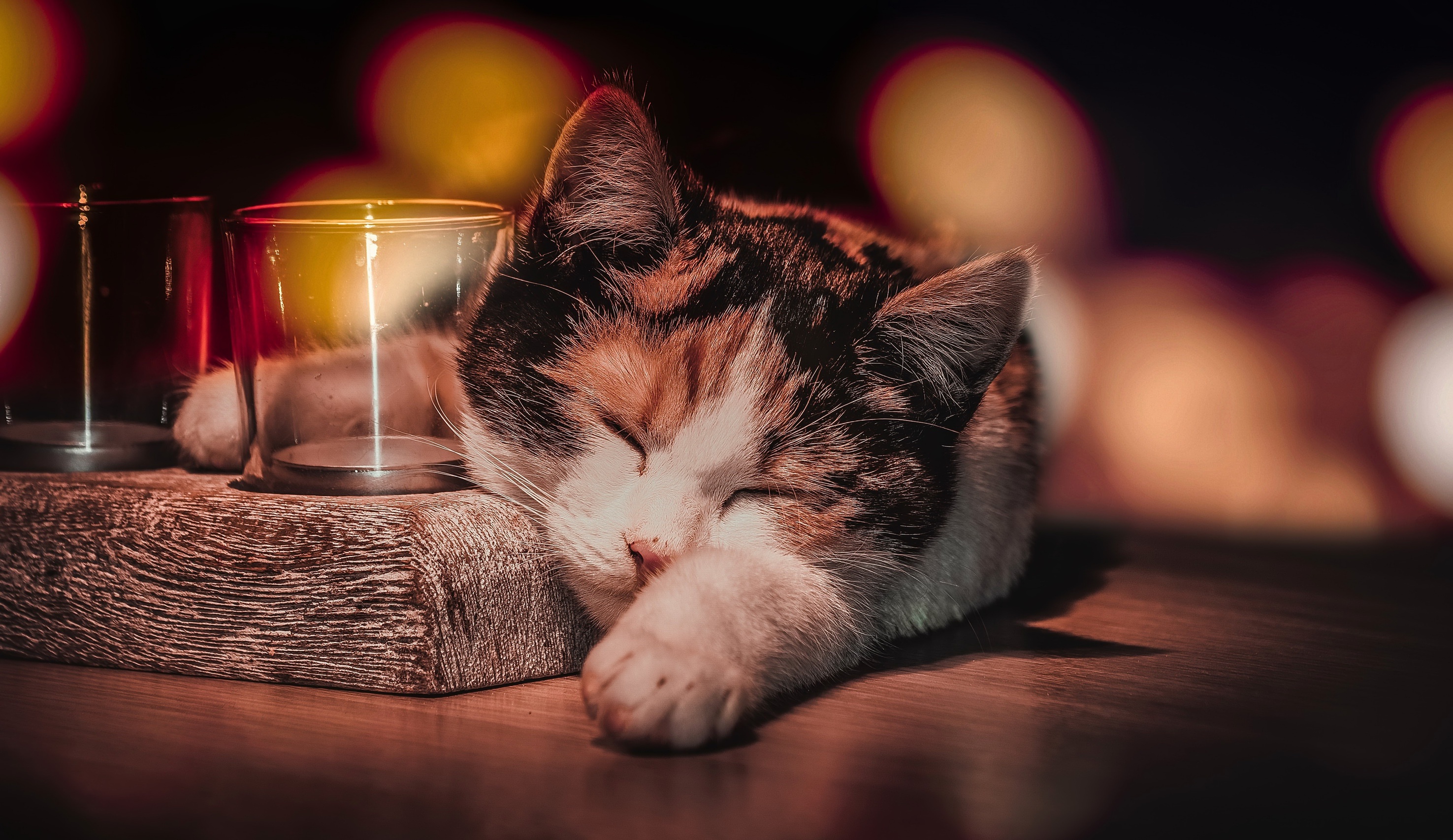 Cat Sleeping, HD Animals, 4k Wallpapers, Images, Backgrounds, Photos