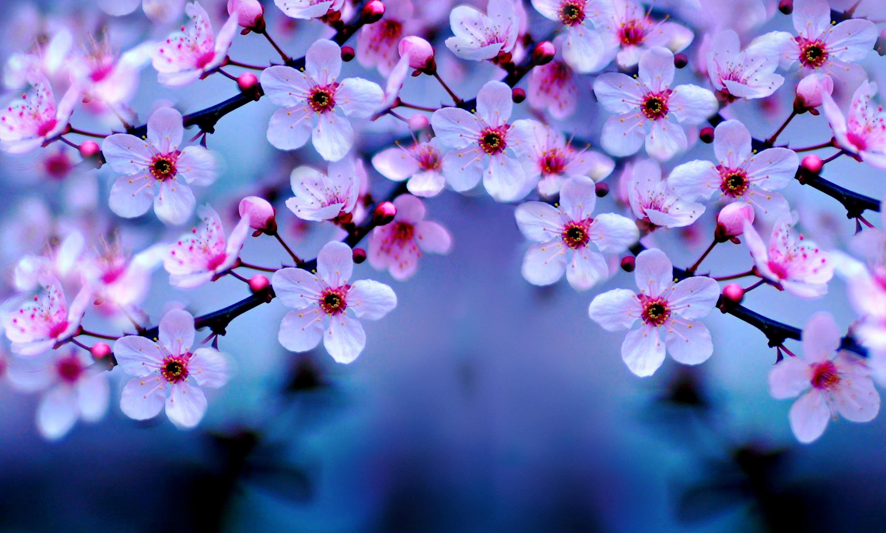 Cherry Blossom 4k, HD Flowers, 4k Wallpapers, Images, Backgrounds