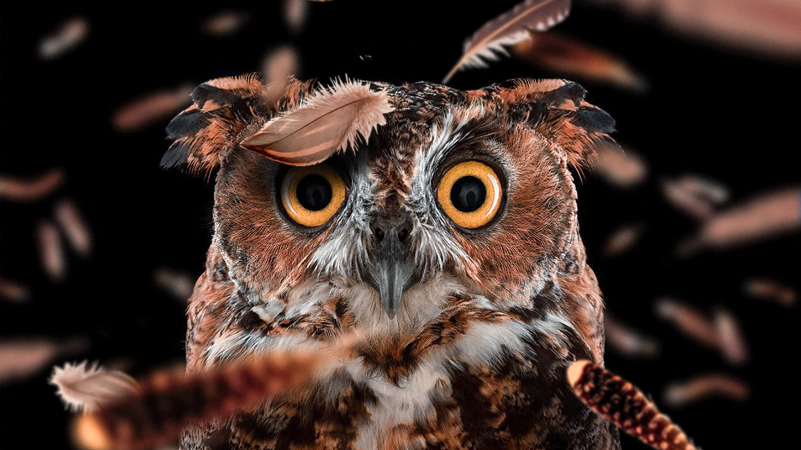 Curious Owl, HD Birds, 4k Wallpapers, Images, Backgrounds, Photos and