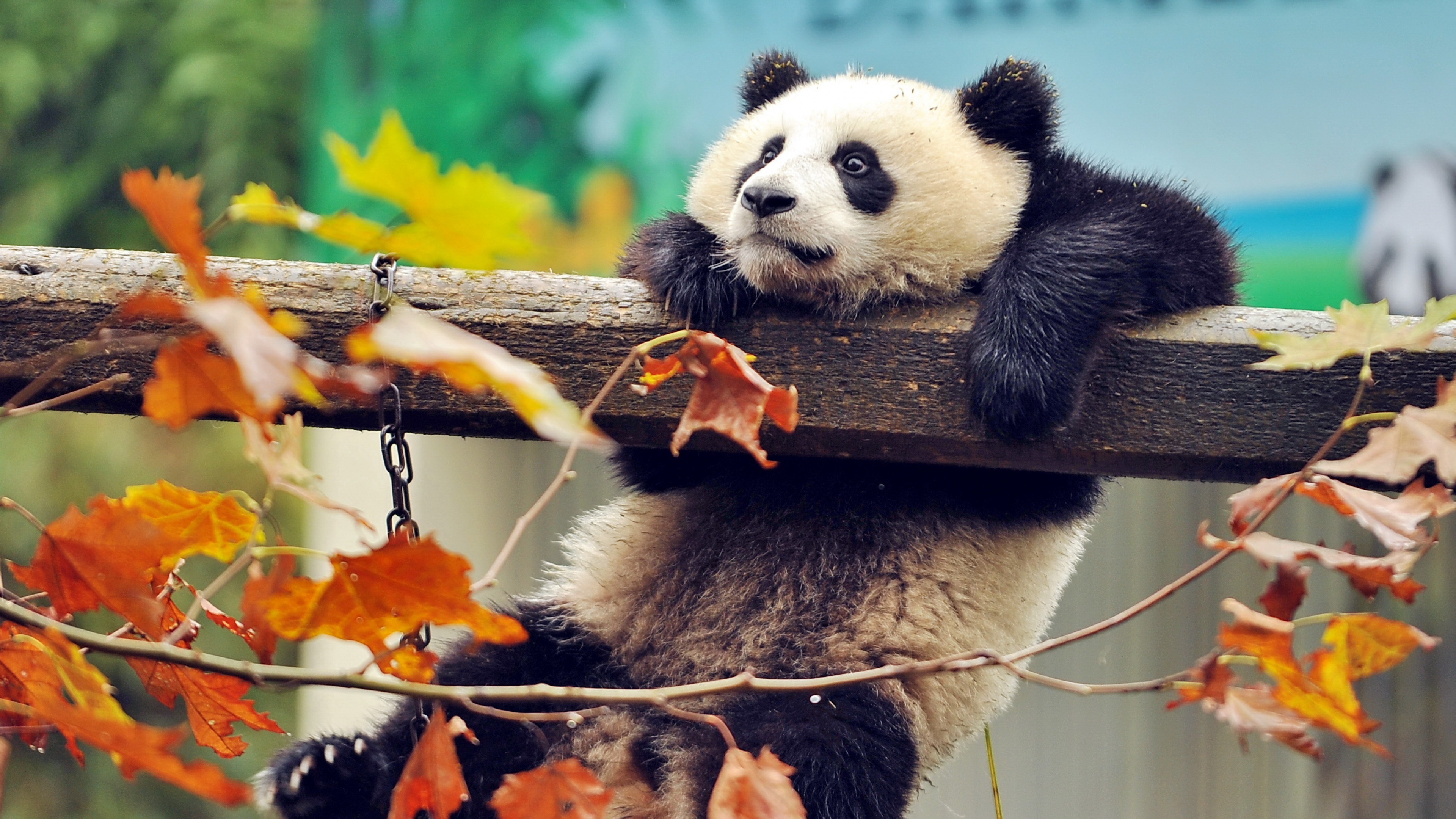 Cute Panda Wallpapers Buscar Con Google Kawaii Clip Art Wikiclipart - Riset