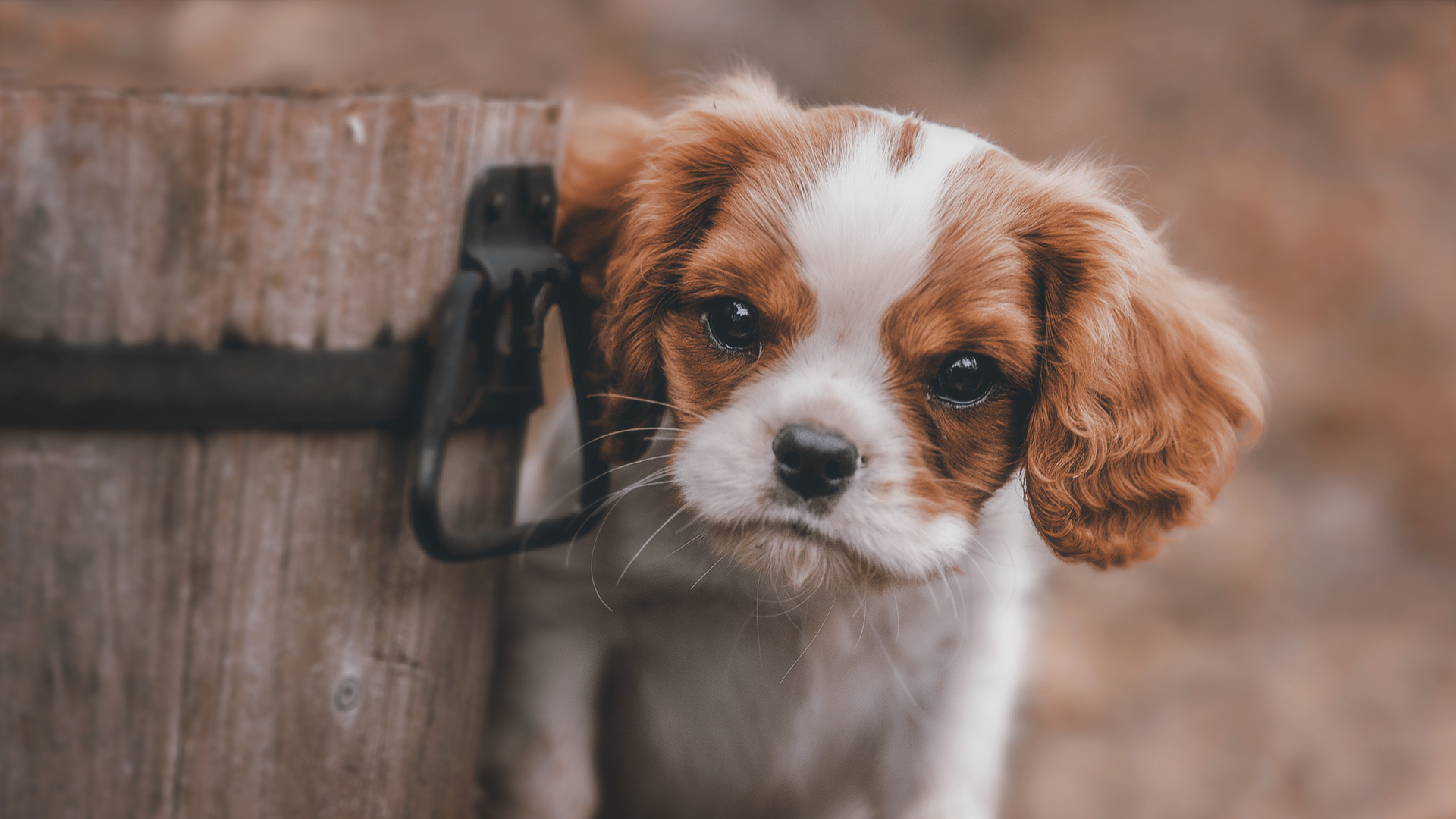Cute Puppy, HD Animals, 4k Wallpapers, Images, Backgrounds, Photos and Pictures