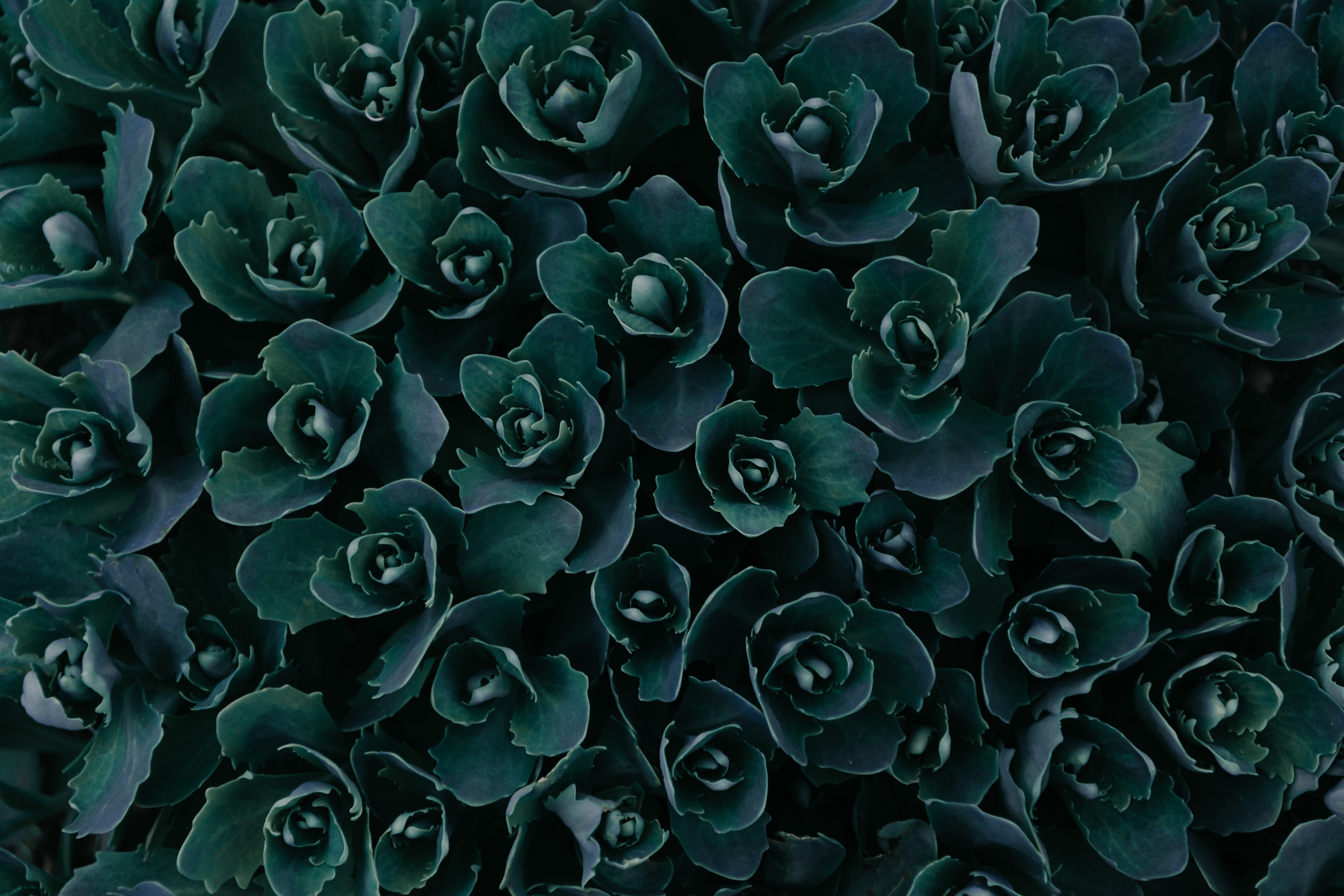 Dark Green Plants Abstract 5k, HD Nature, 4k Wallpapers ...