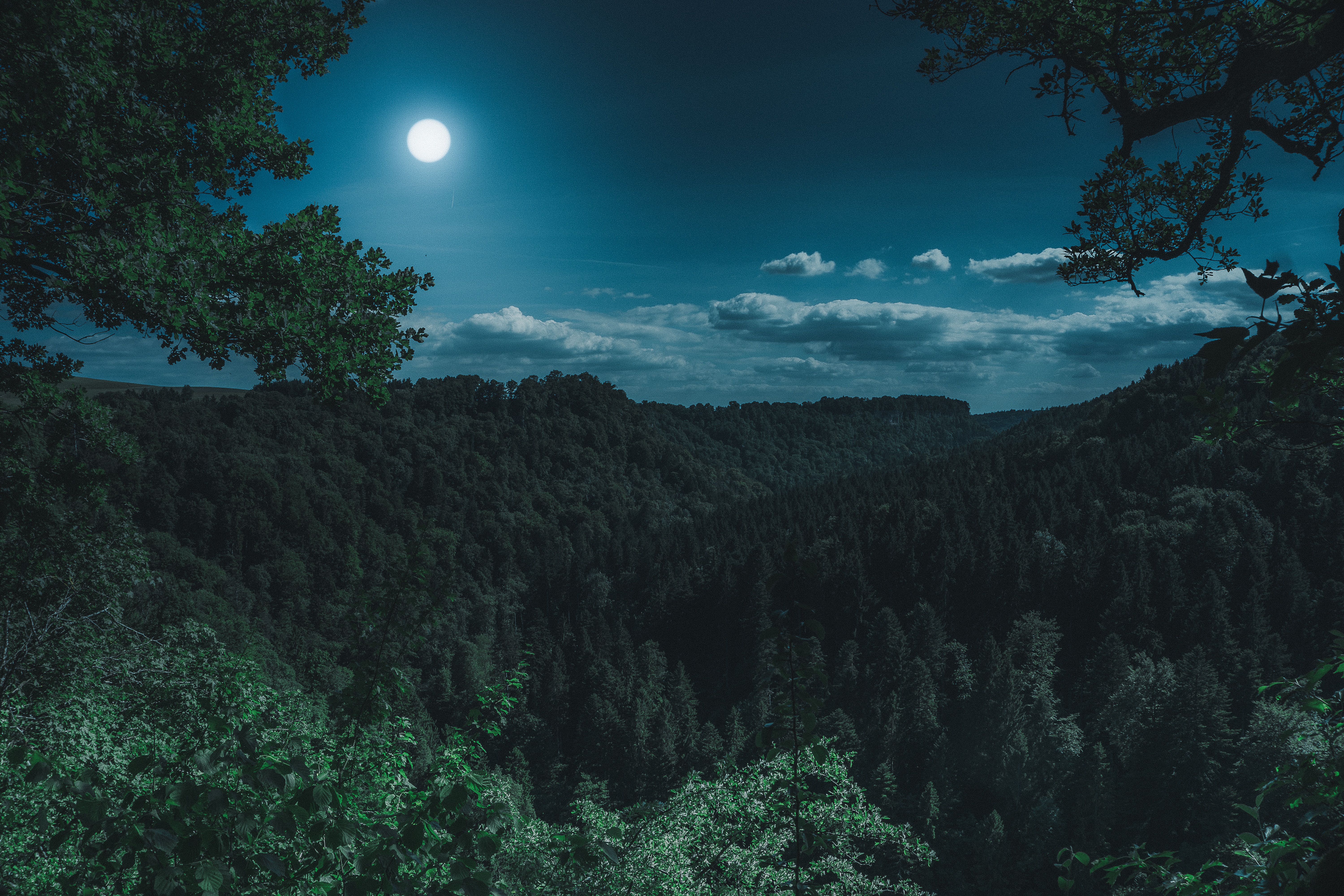 Dark Night Forest View 5k, HD Nature, 4k Wallpapers ...