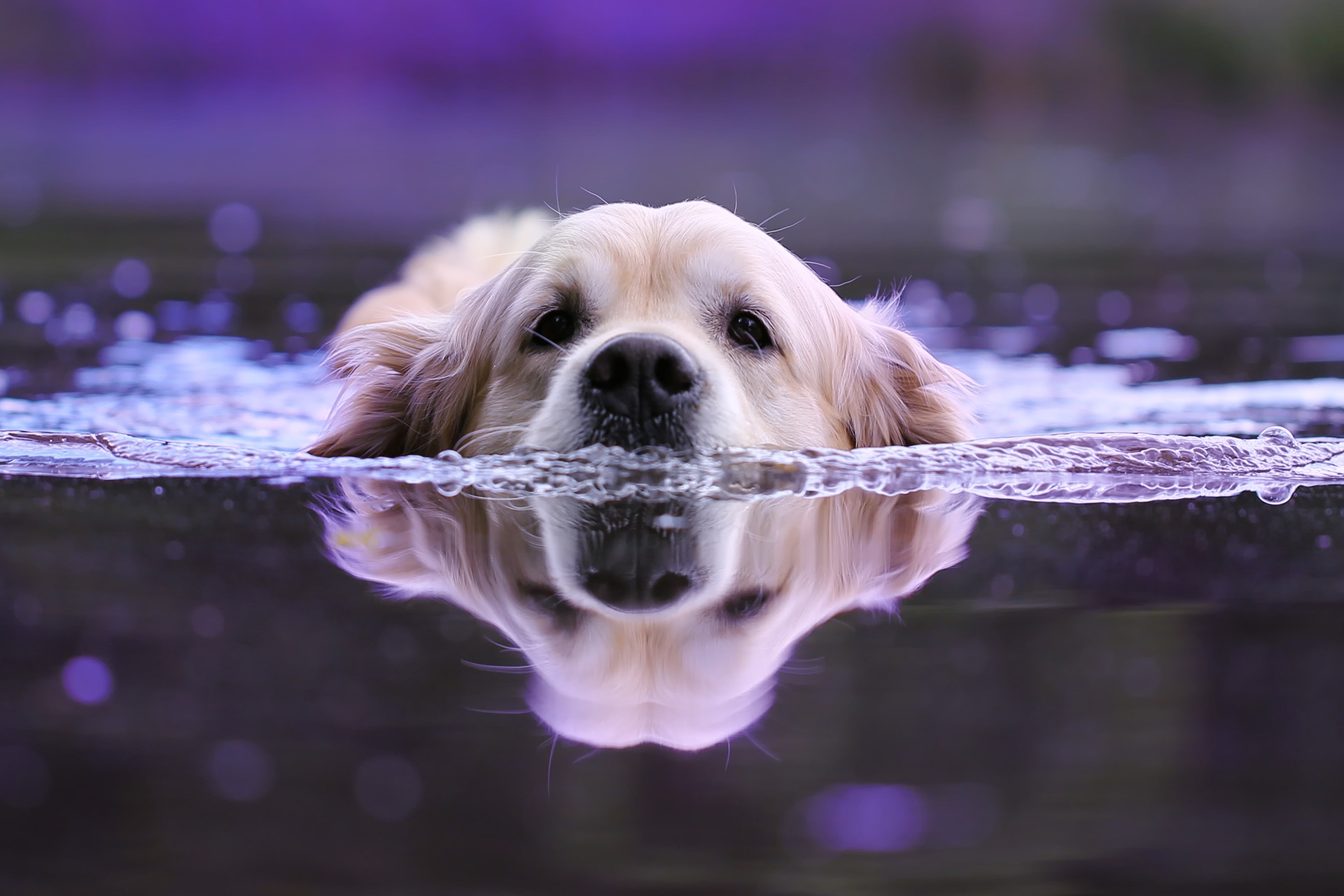 Dog Swimming, HD Animals, 4k Wallpapers, Images, Backgrounds, Photos and Pictures