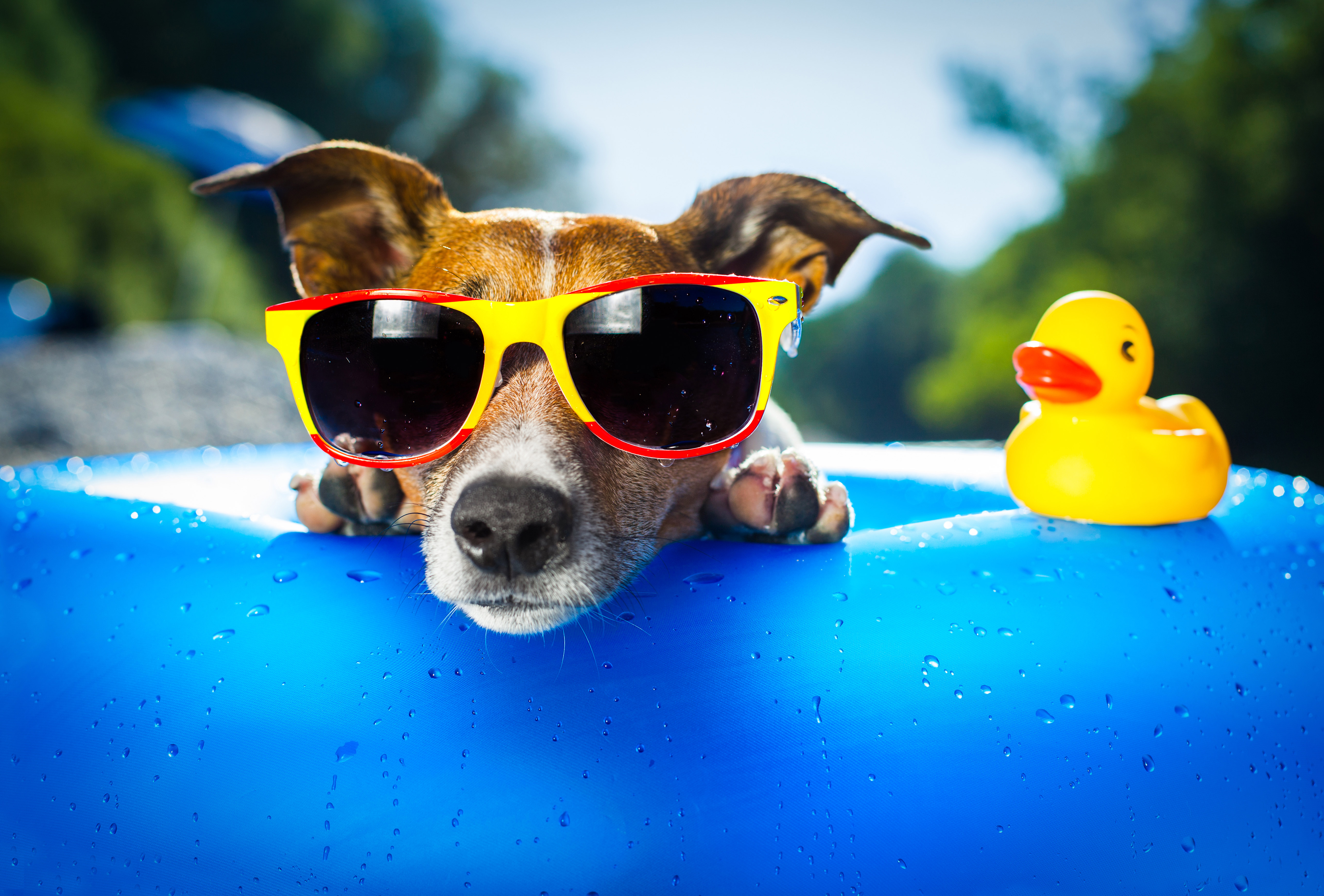 Dog Wearing Sunglasses, HD Animals, 4k Wallpapers, Images, Backgrounds