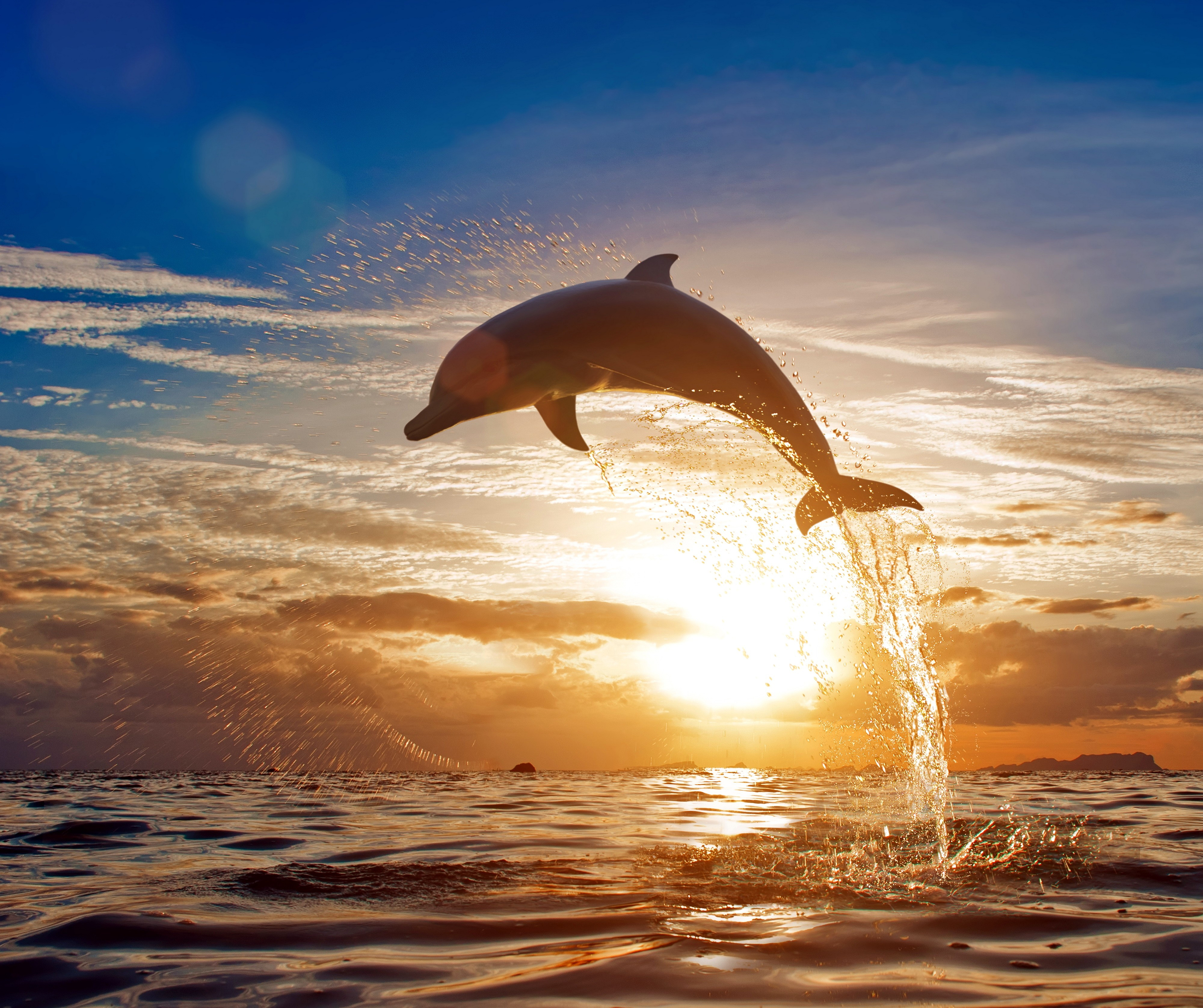 Dolphin Jumping Out Of Water, HD Animals, 4k Wallpapers, Images