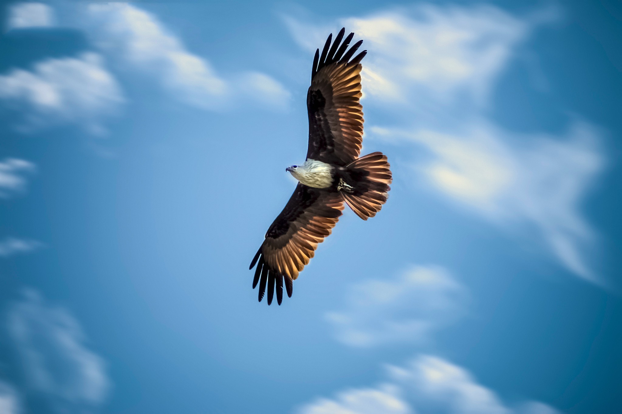 3840x2160 Eagle 4k HD 4k Wallpapers, Images, Backgrounds, Photos and