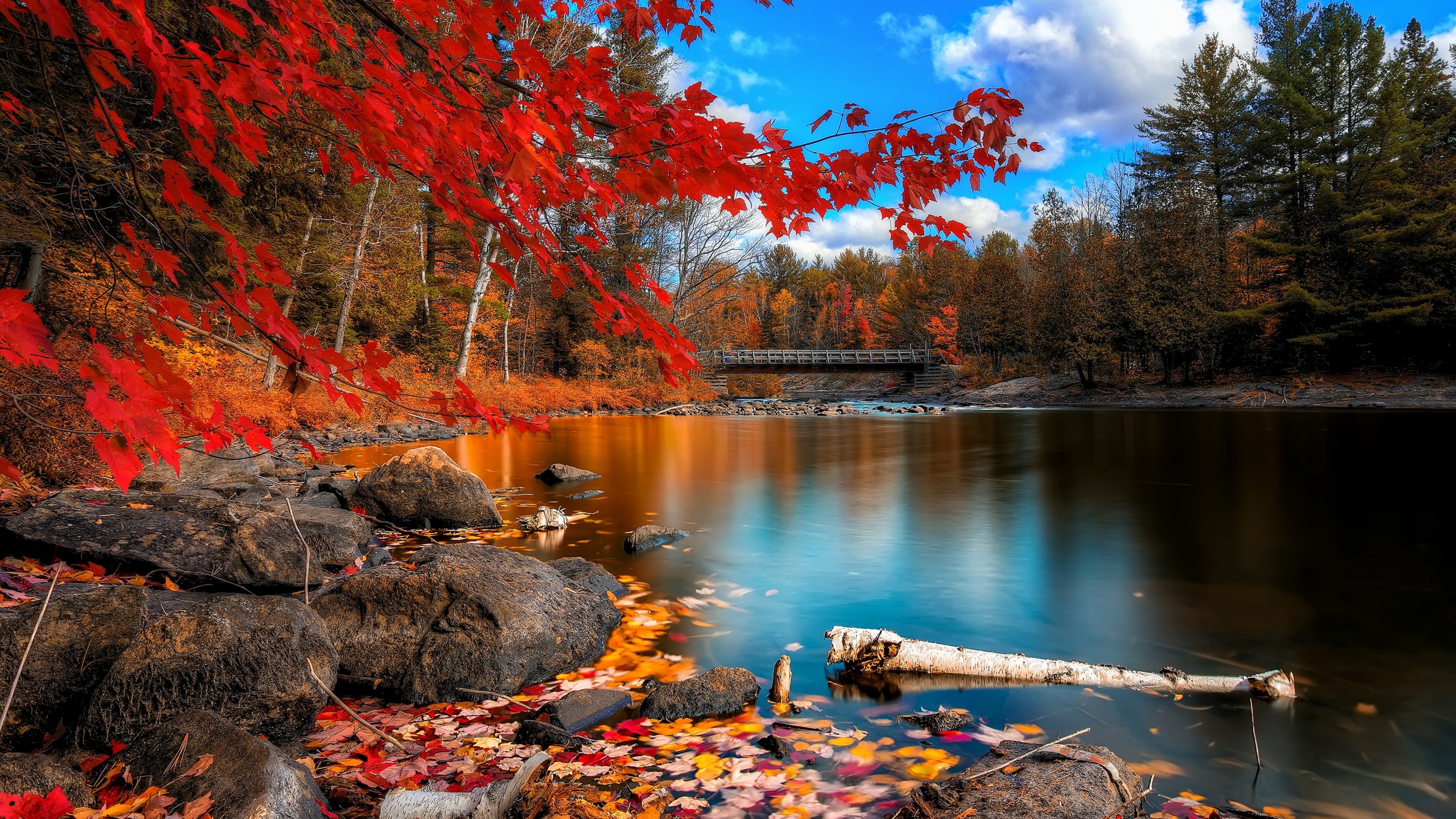 Fall Foliage Hd Nature 4k Wallpapers Images Backgrounds Photos And