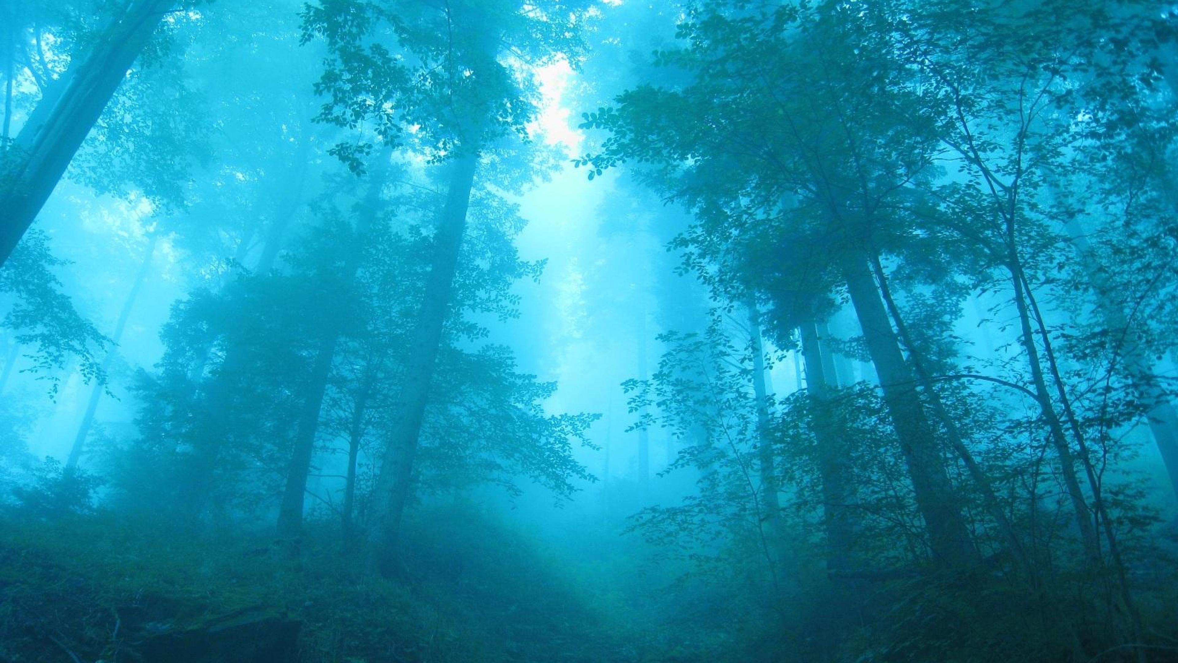 Fog In Forest, HD Nature, 4k Wallpapers, Images, Backgrounds, Photos
