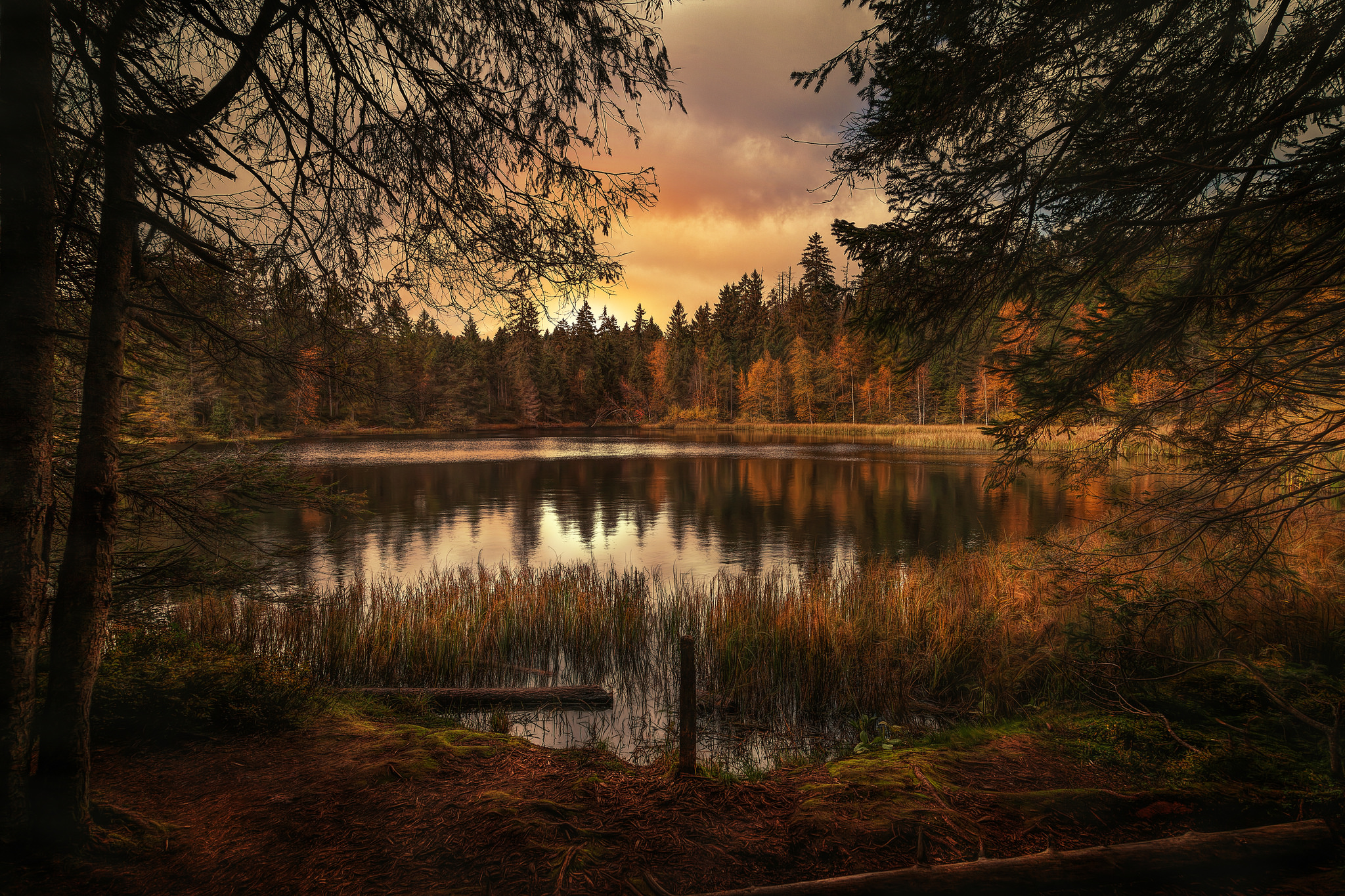 Image result for forest lake
