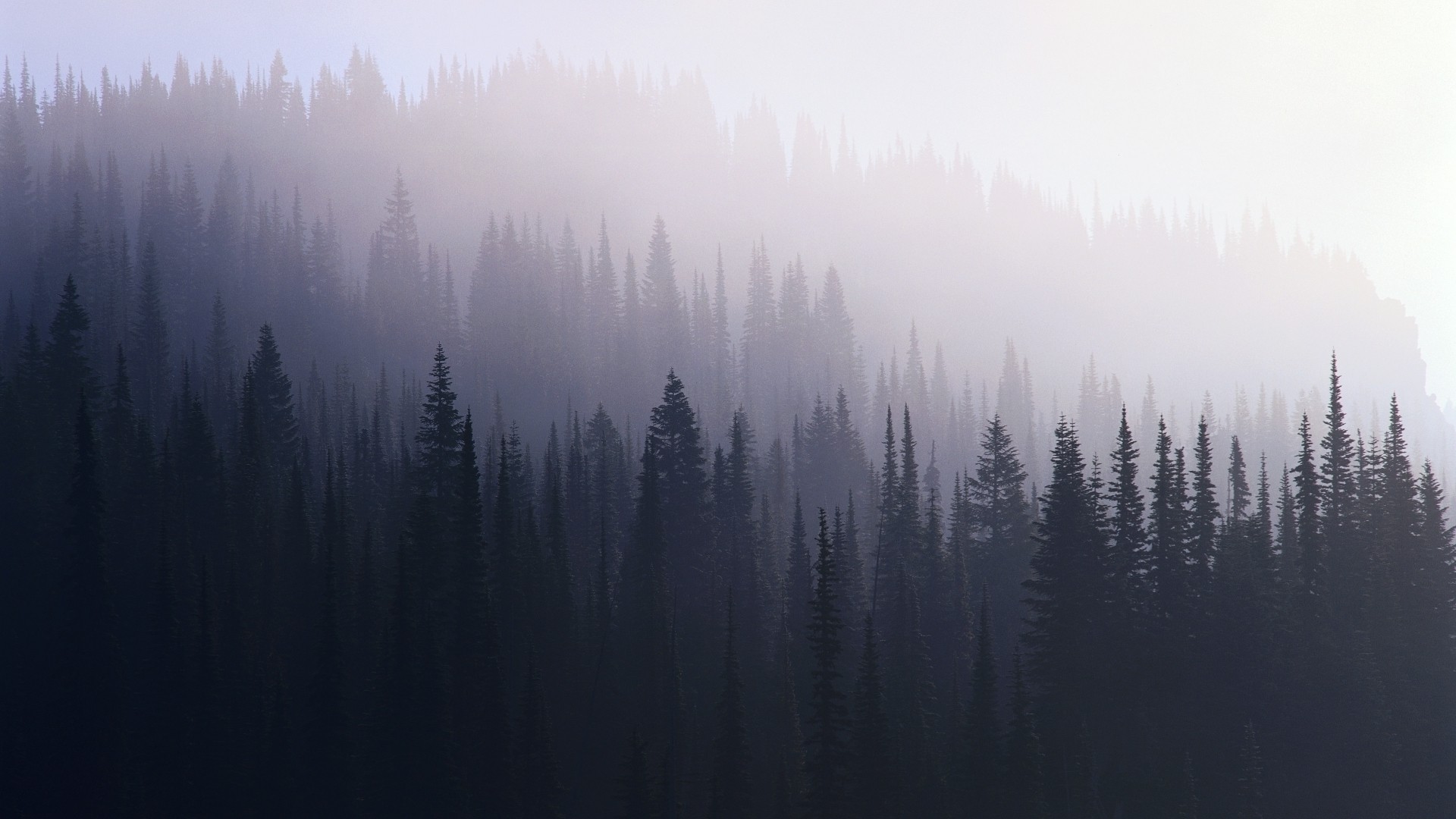 forest-mist.jpg