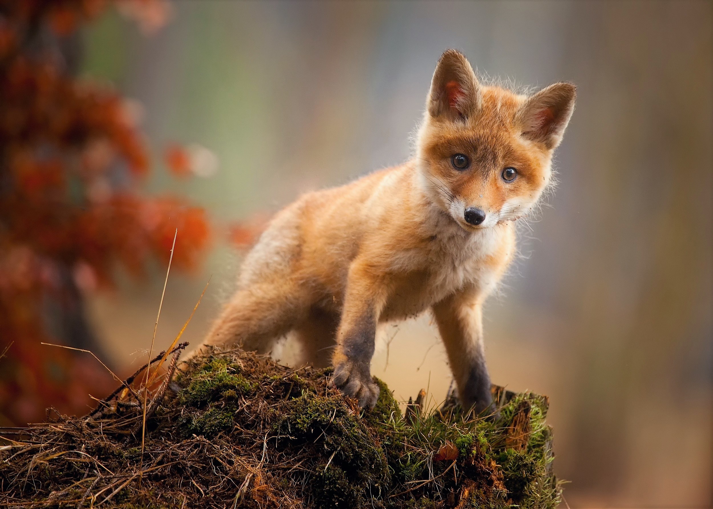 Fox Cub Baby Animal Cute Hd, HD Animals, 4k Wallpapers ...