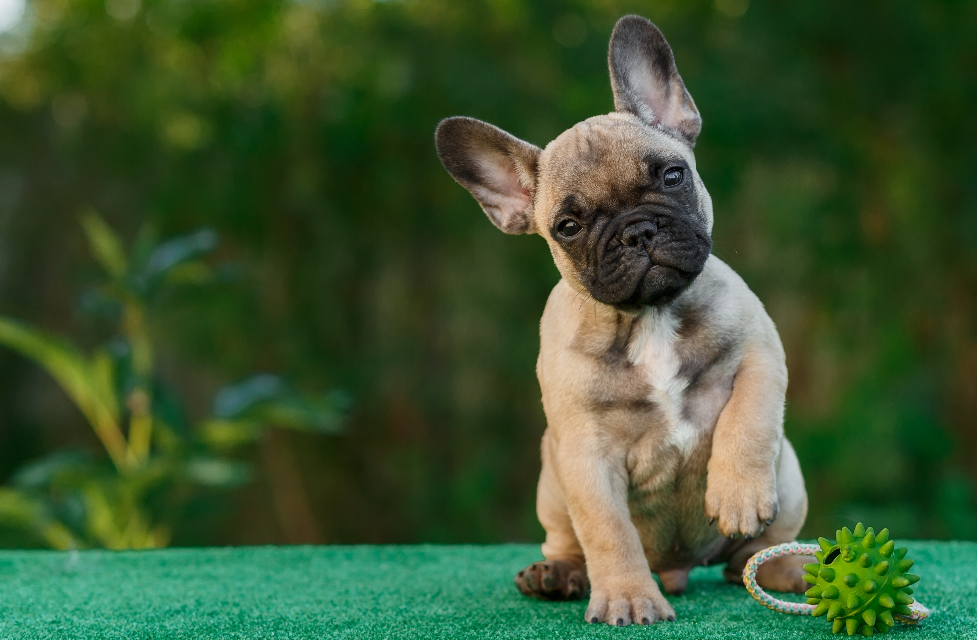 French Bull Dog 4k, HD Animals, 4k Wallpapers, Images, Backgrounds