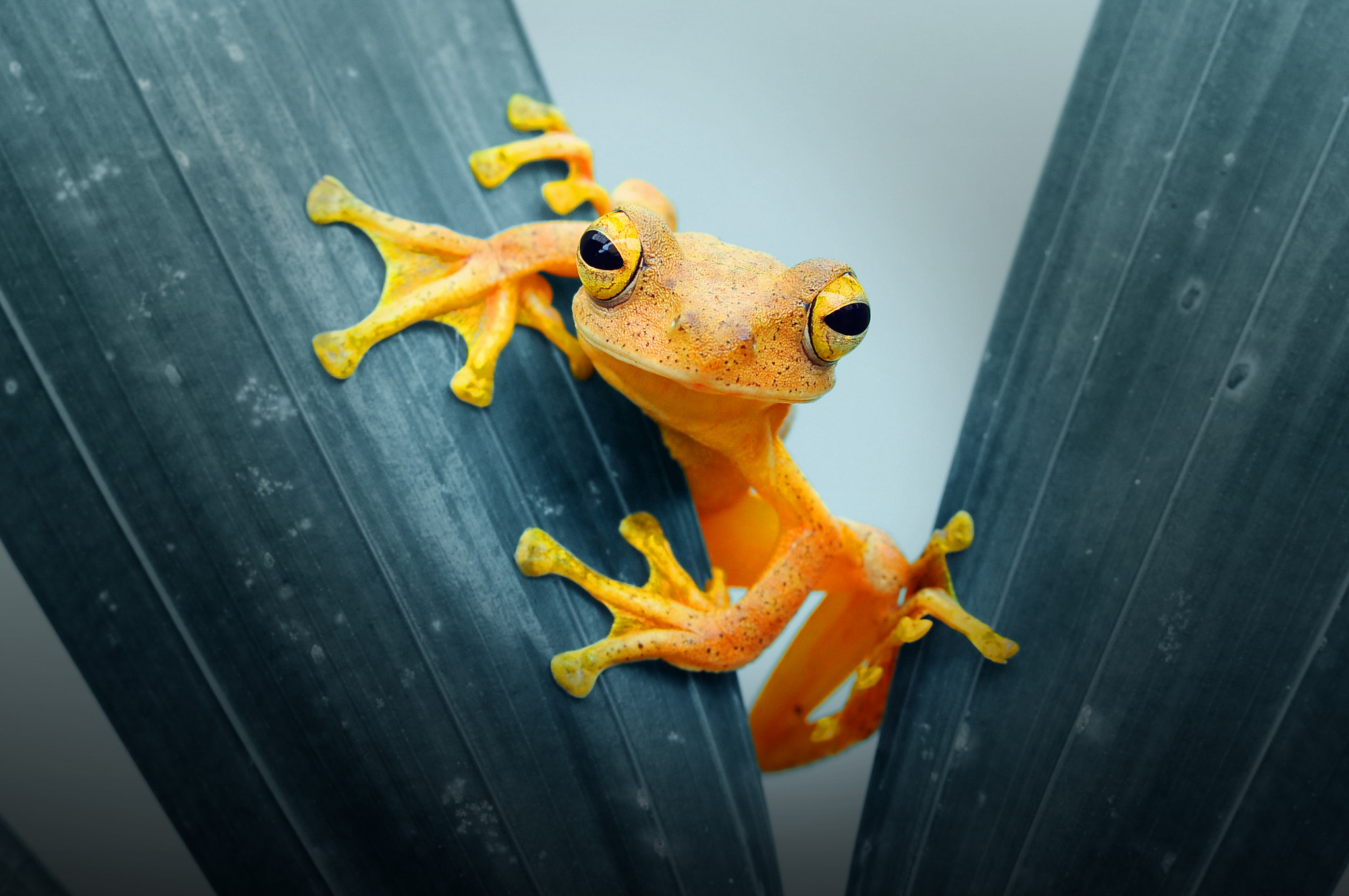 Frog Closeup, HD Animals, 4k Wallpapers, Images, Backgrounds, Photos