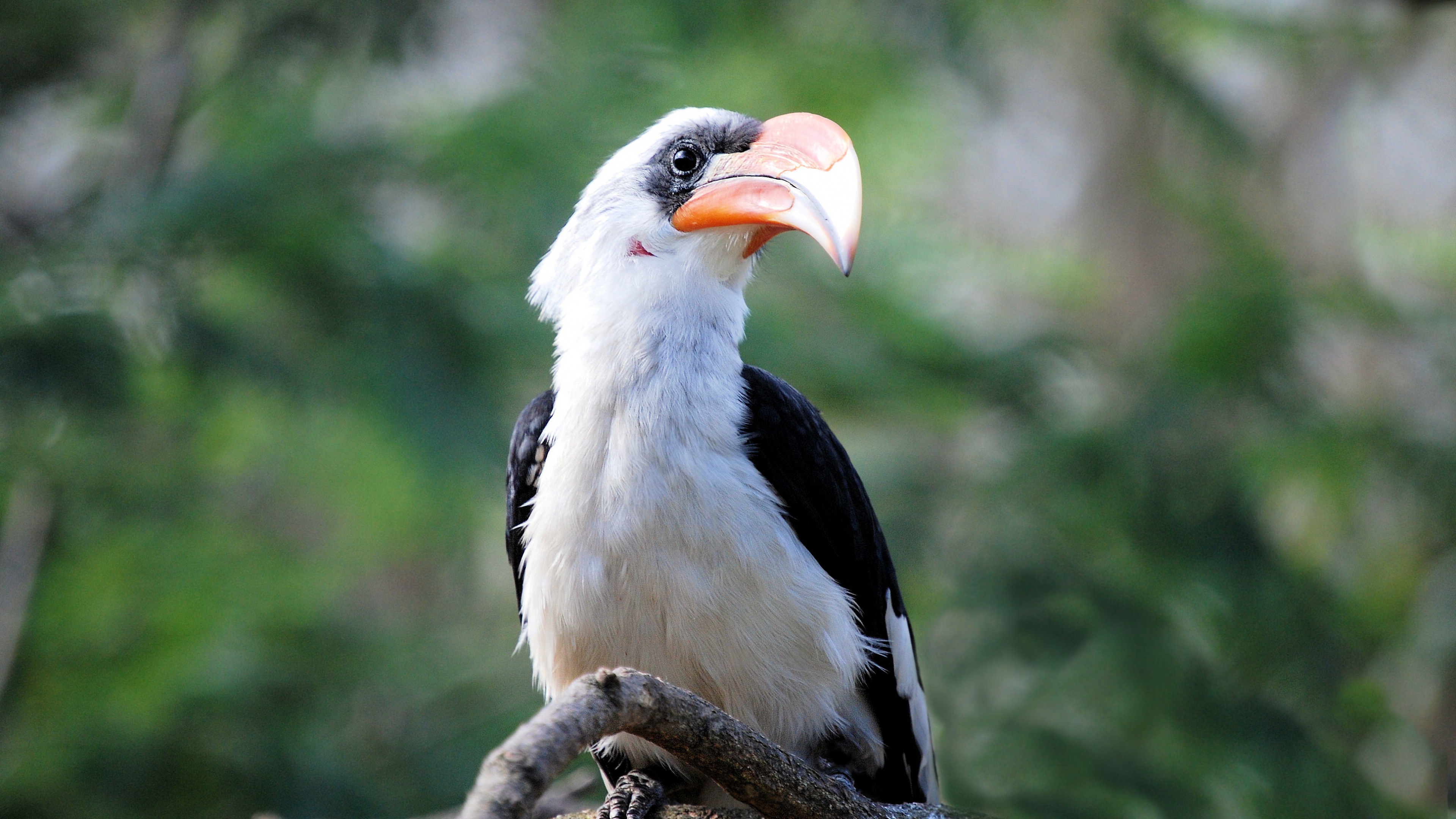 Great Hornbill Bird Beak, HD Birds, 4k Wallpapers, Images, Backgrounds ... 