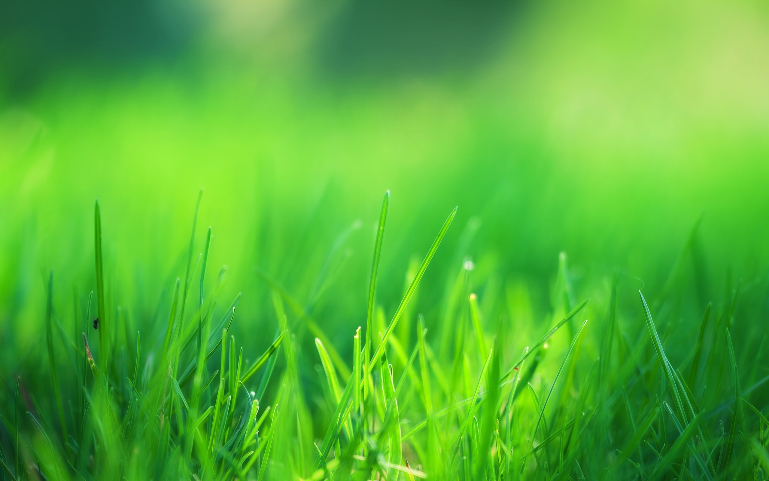 Green Grass Field, HD Nature, 4k Wallpapers, Images, Backgrounds