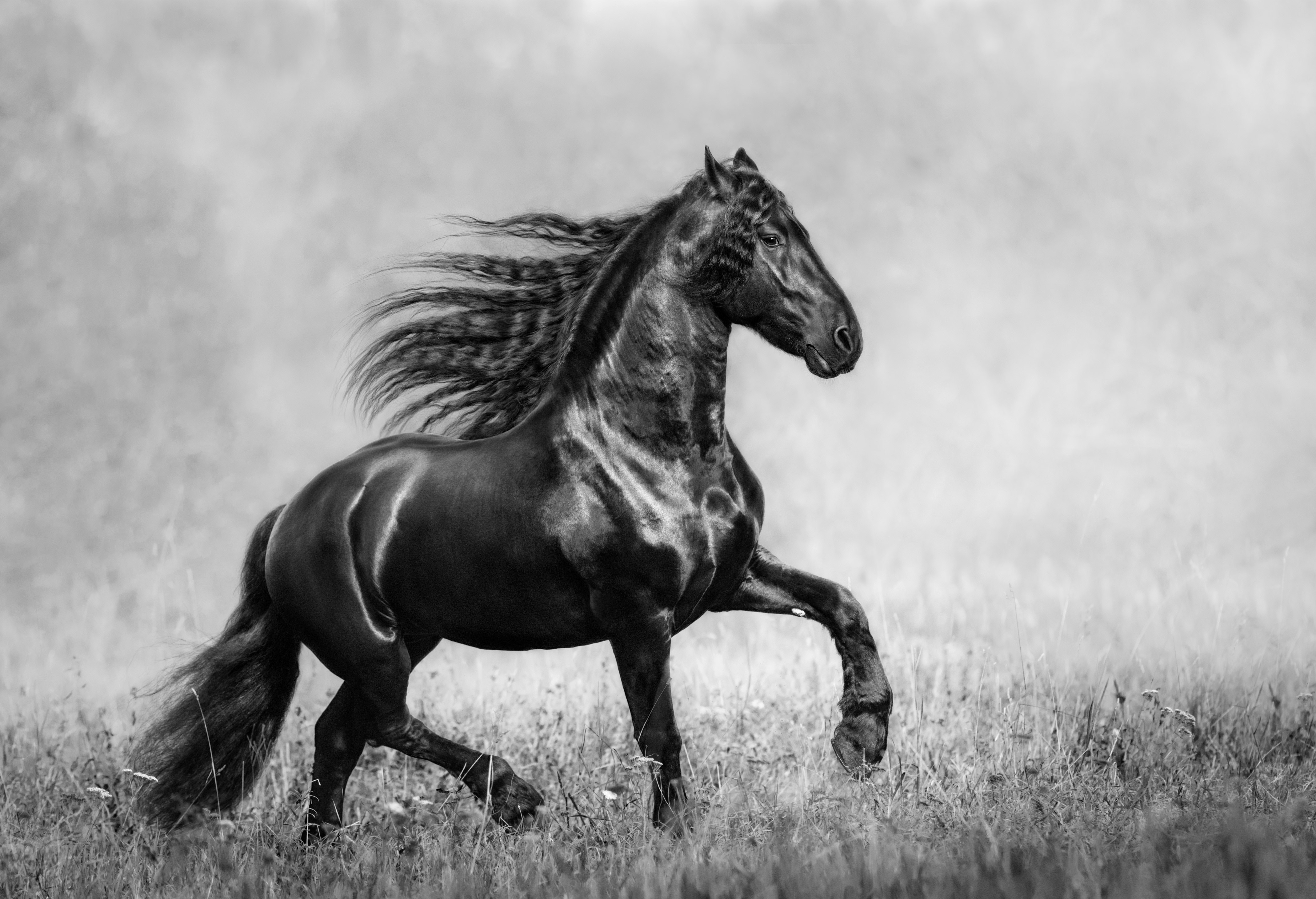1920x1200 Horse Black And White 1080P Resolution HD 4k Wallpapers