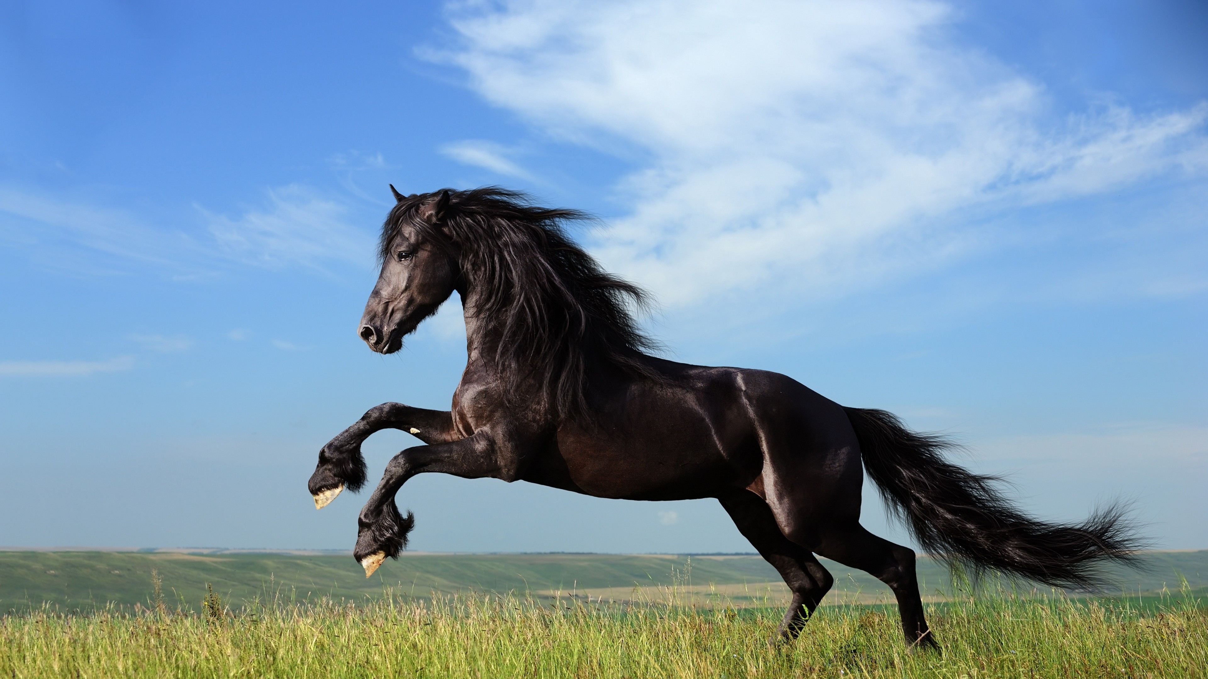 Horse Jump Hd Animals 4k Wallpapers Images Backgrounds Photos And