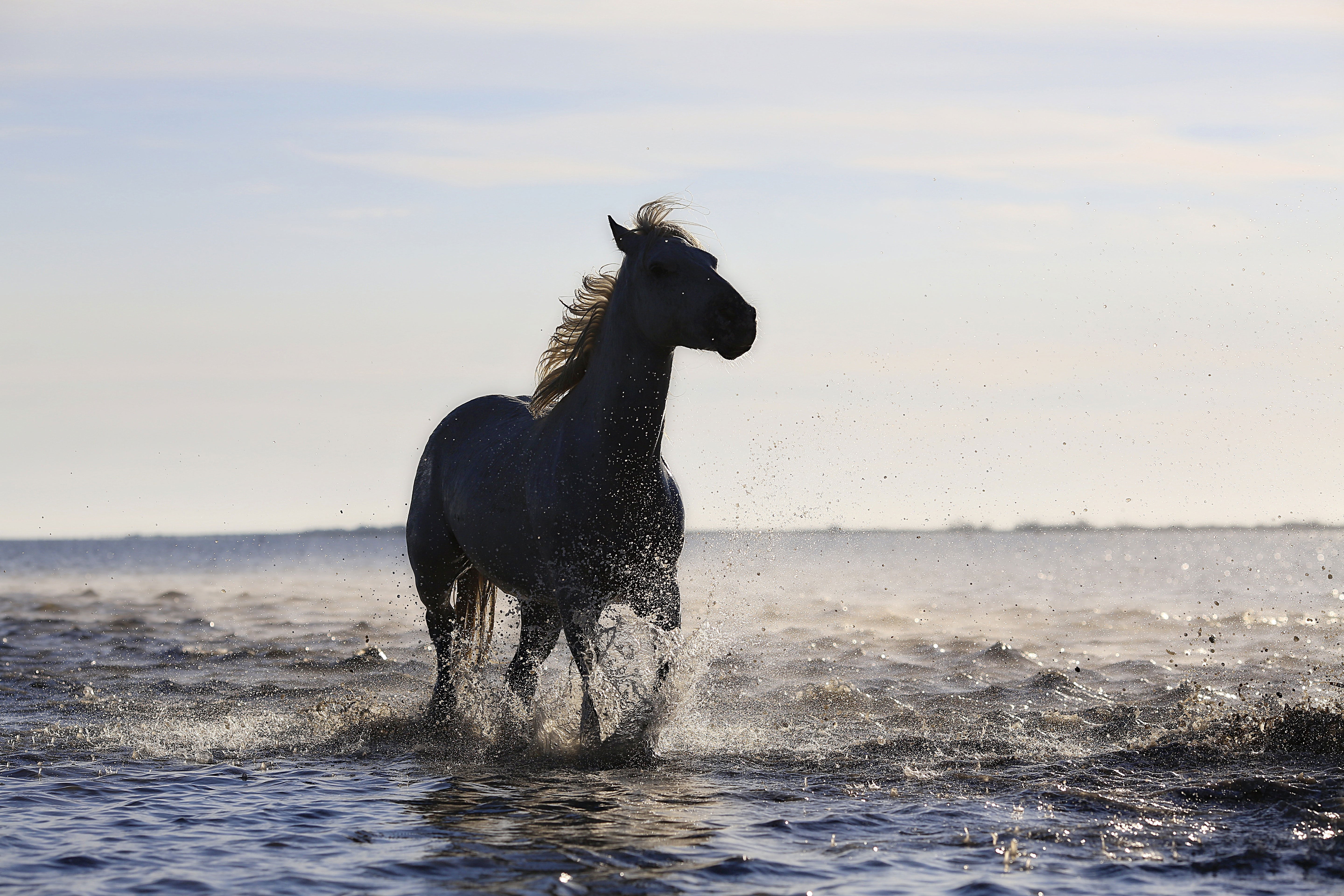 Horse Running On The Beach 4k 5k, HD Animals, 4k Wallpapers, Images, Backgrounds, Photos and