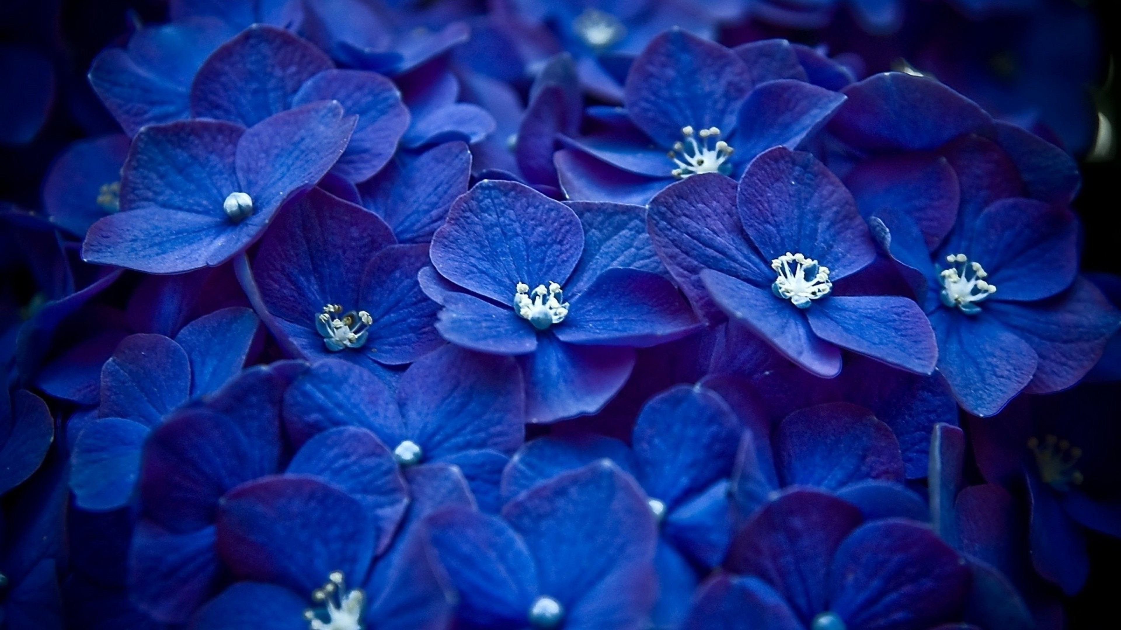 Hydrangea Blue Flower, HD Flowers, 4k Wallpapers, Images, Backgrounds