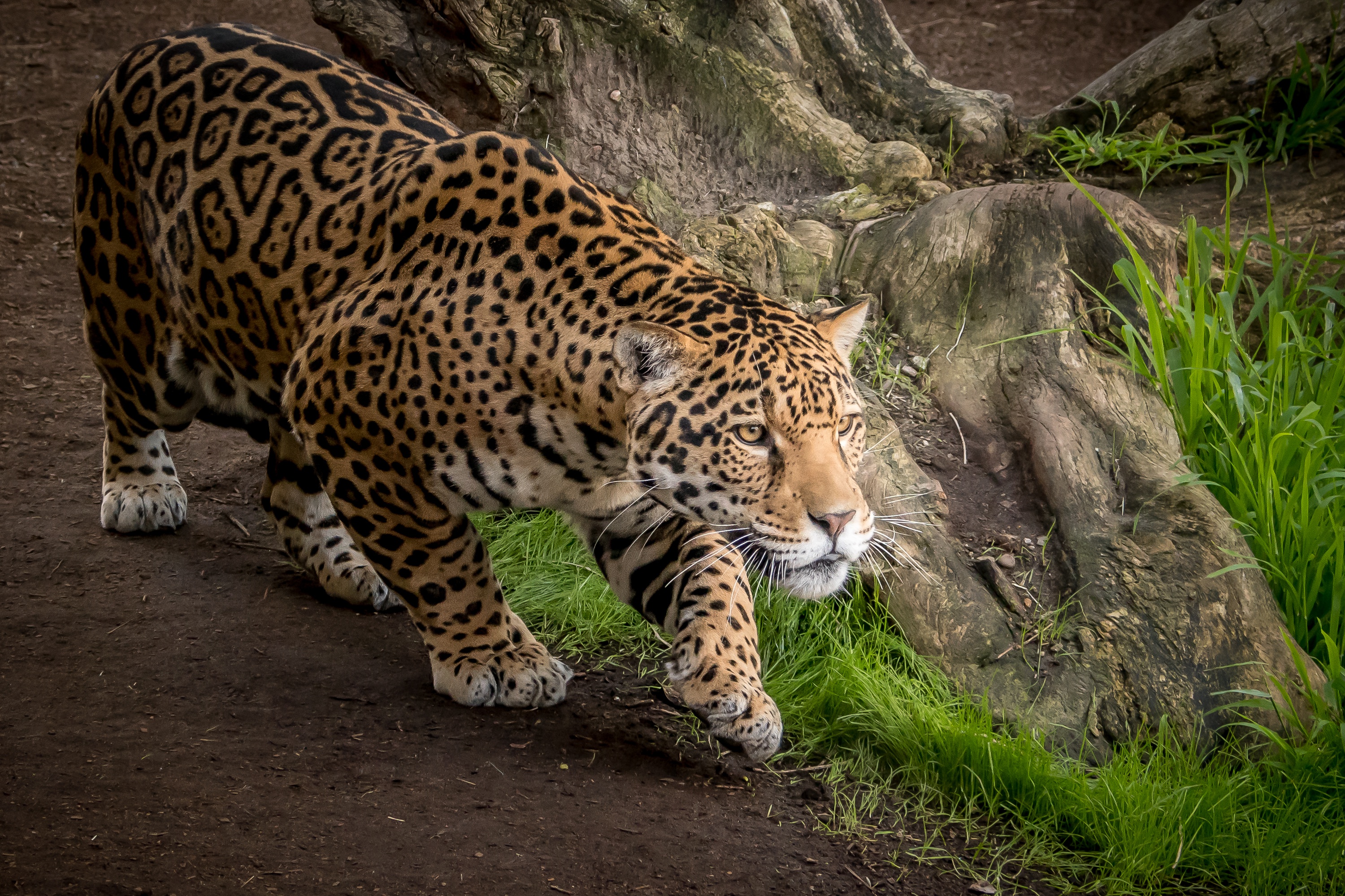 Jaguar Animal, HD Animals, 4k Wallpapers, Images ...