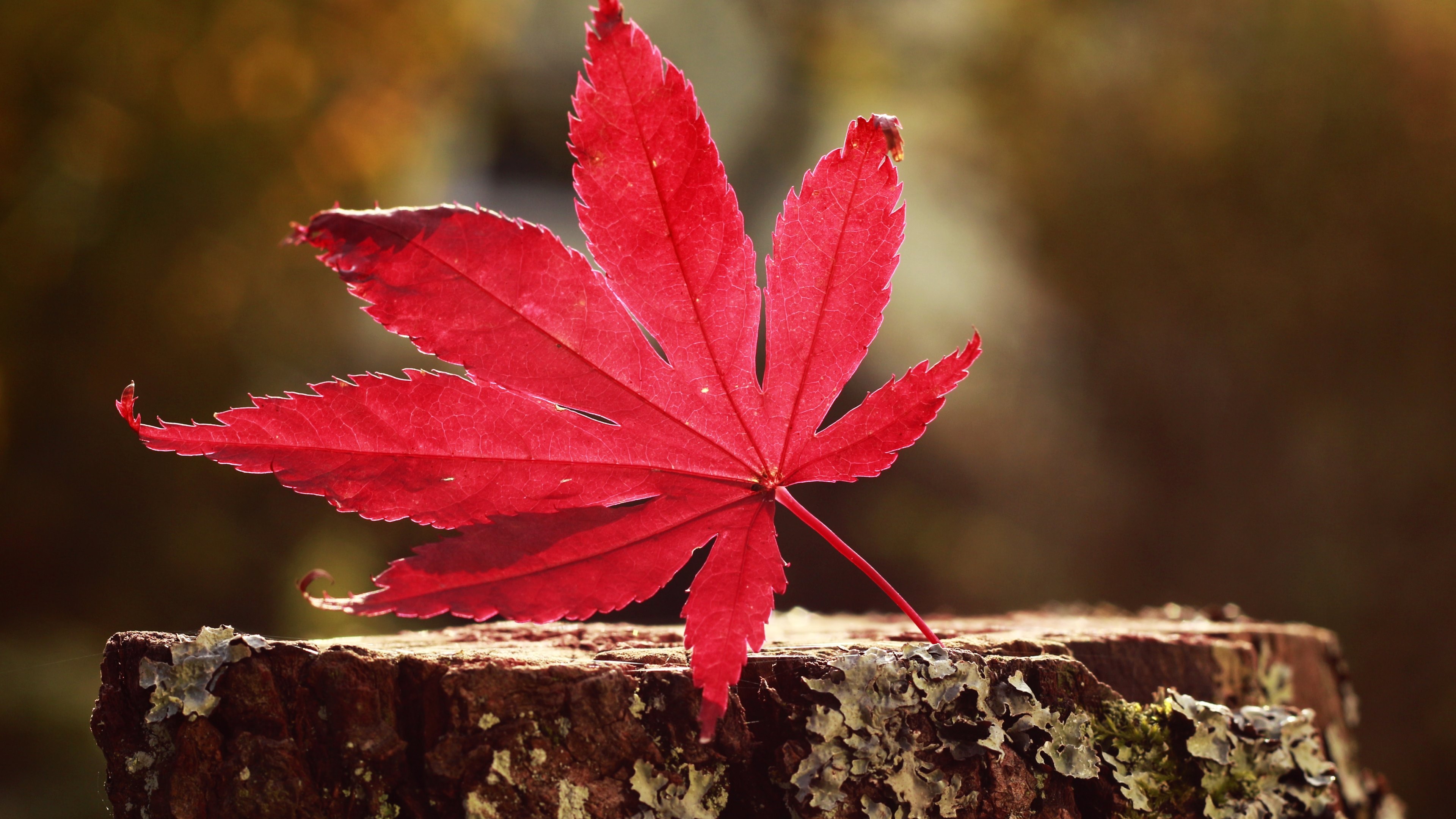Leaf Red, HD Nature, 4k Wallpapers, Images, Backgrounds, Photos and