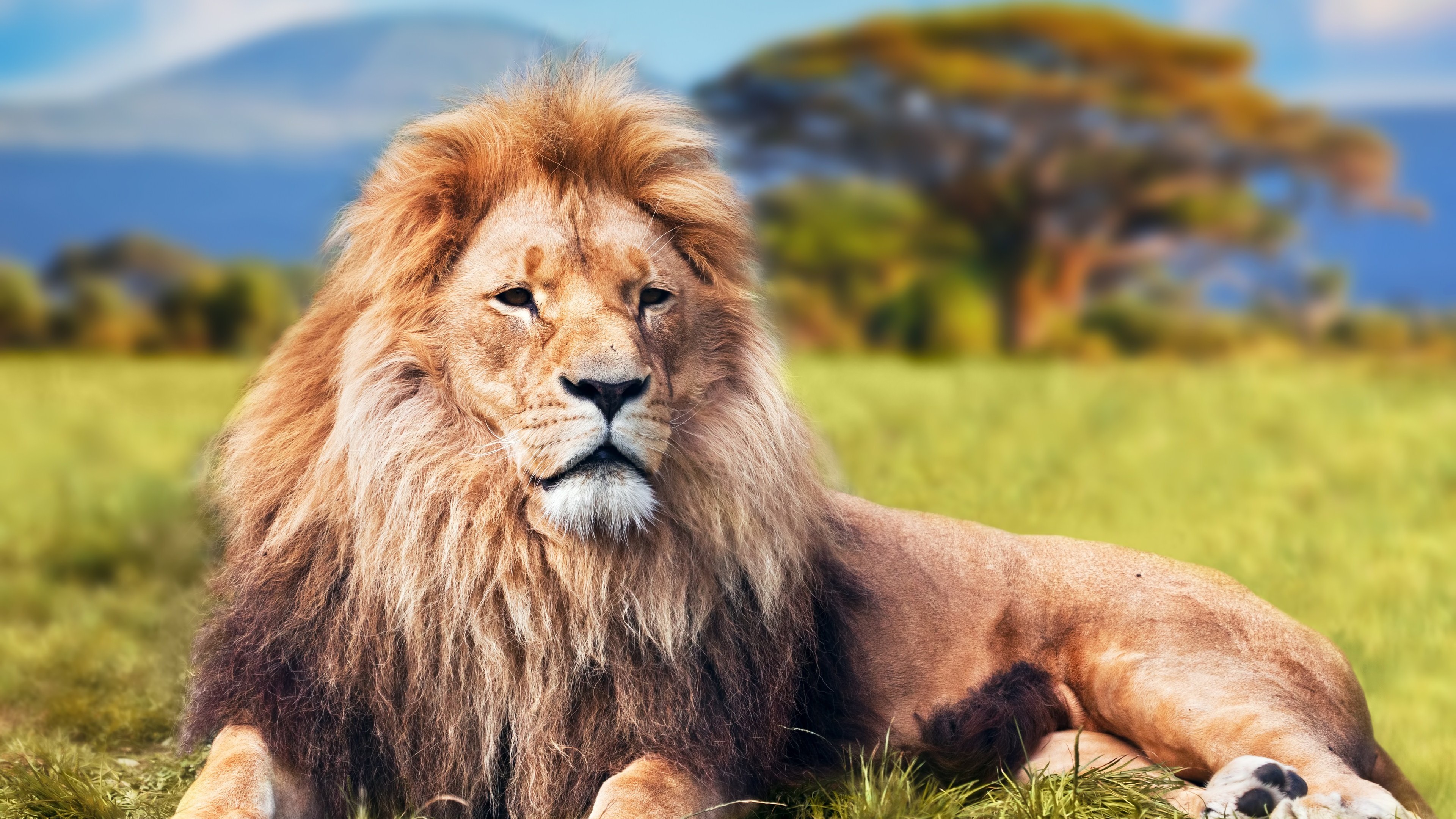 Lion 4k, HD Animals, 4k Wallpapers, Images, Backgrounds, Photos and