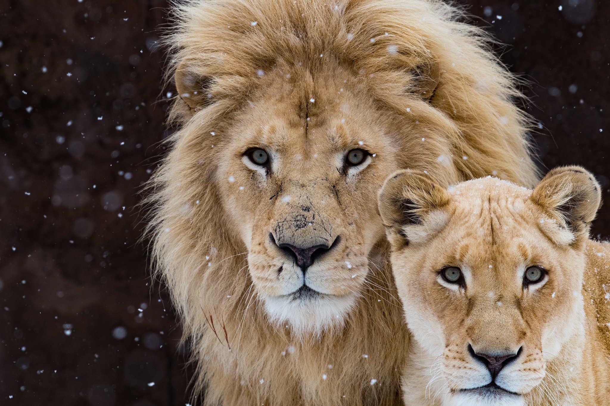 Lion With Cub, HD Animals, 4k Wallpapers, Images, Backgrounds, Photos