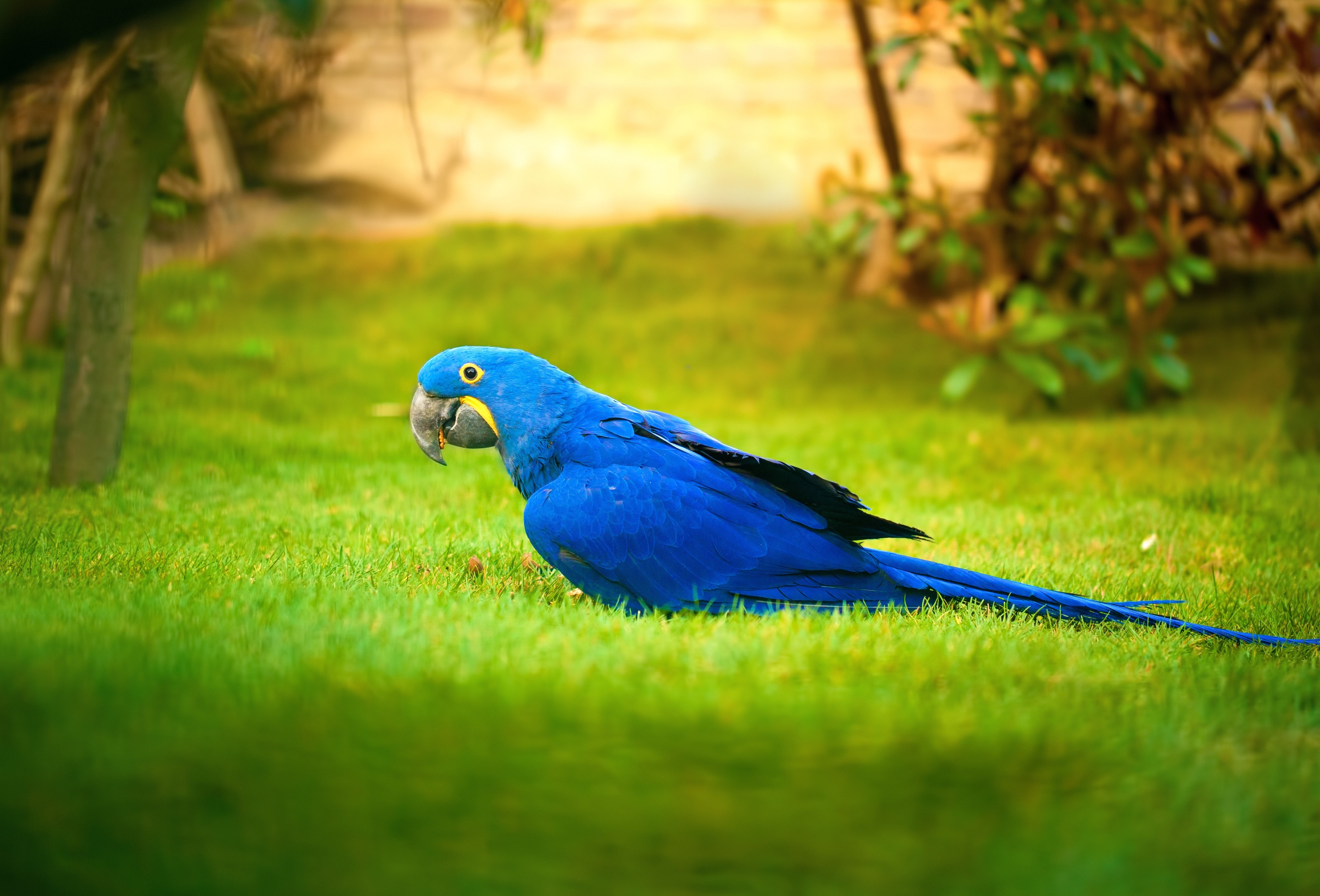 Macaw Bird 4k, HD Birds, 4k Wallpapers, Images, Backgrounds, Photos and