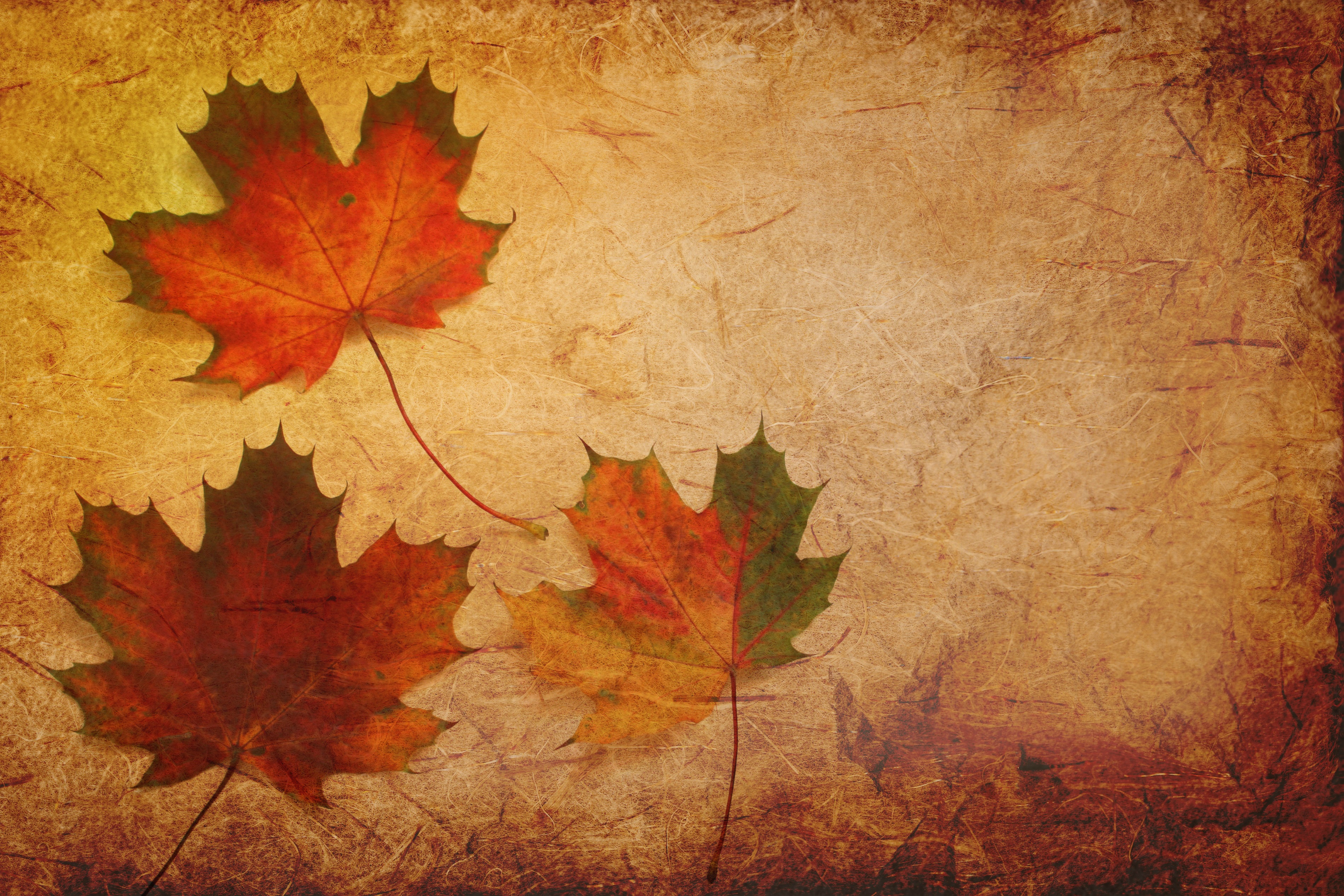 Maple Leaves Texture Background, HD Others, 4k Wallpapers, Images