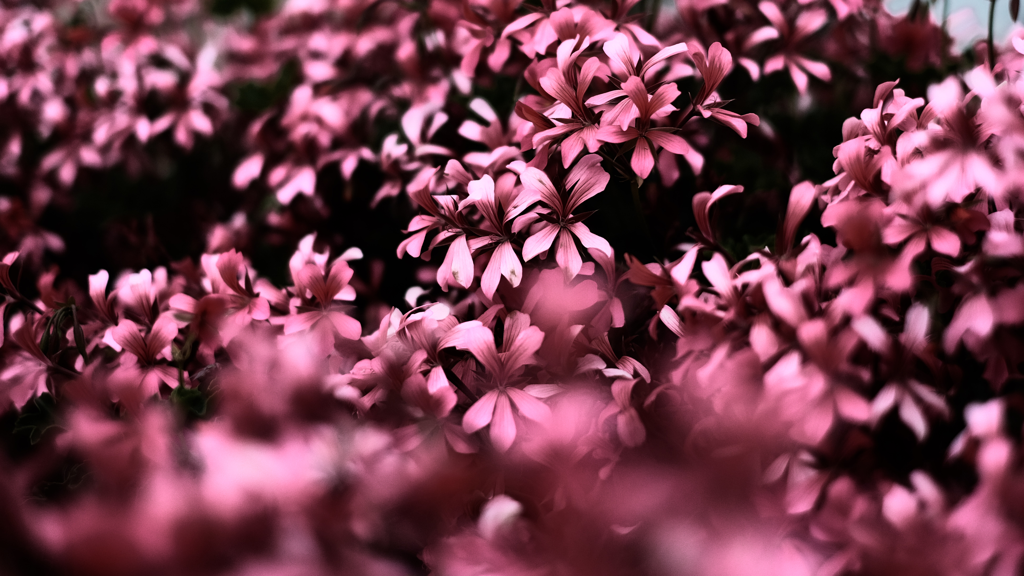 Pink Flowers Ultra Hd Blur 4k, HD Flowers, 4k Wallpapers, Images, Backgrounds, Photos and Pictures
