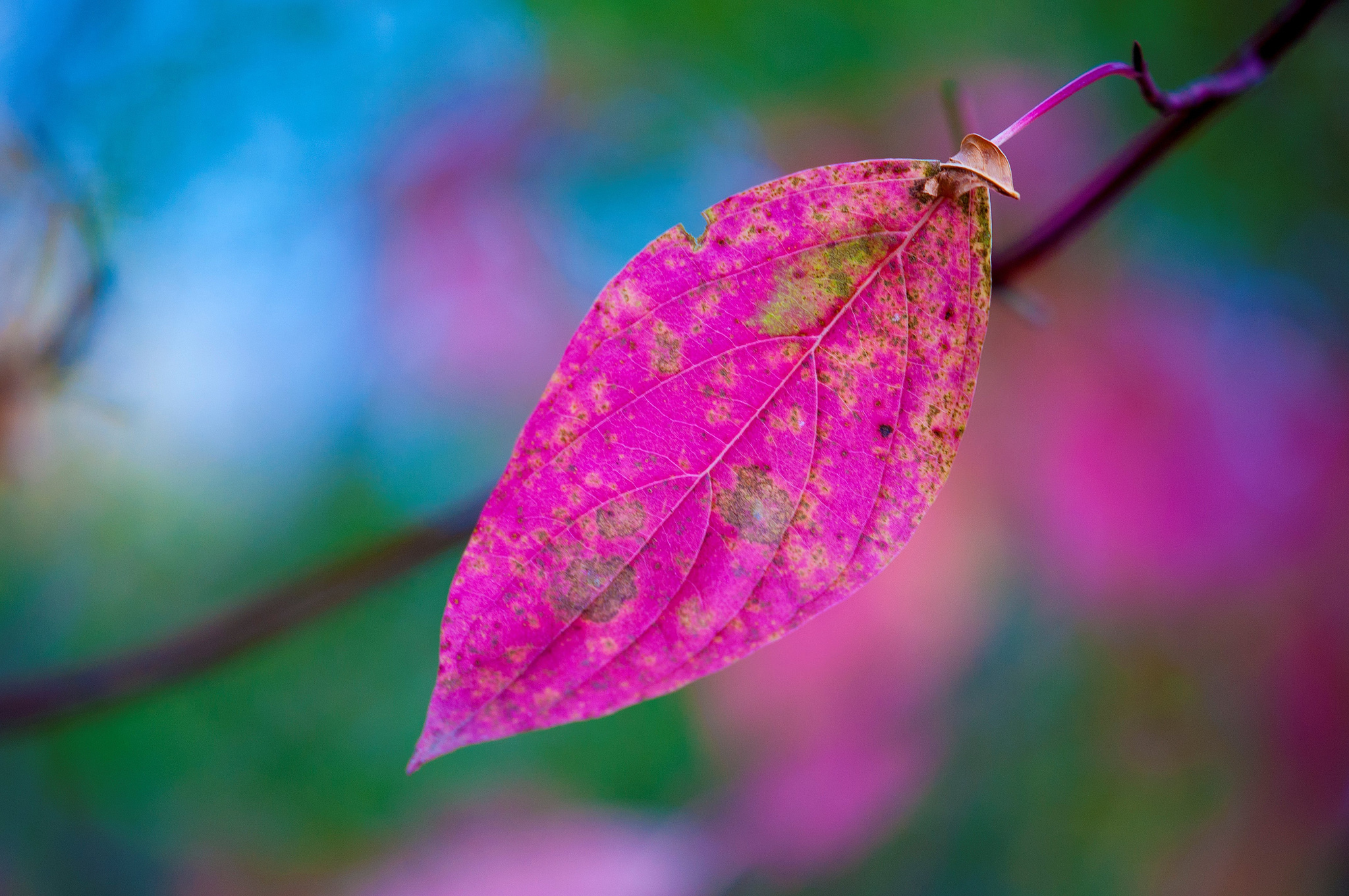 Pink Leaves, HD Nature, 4k Wallpapers, Images, Backgrounds, Photos and