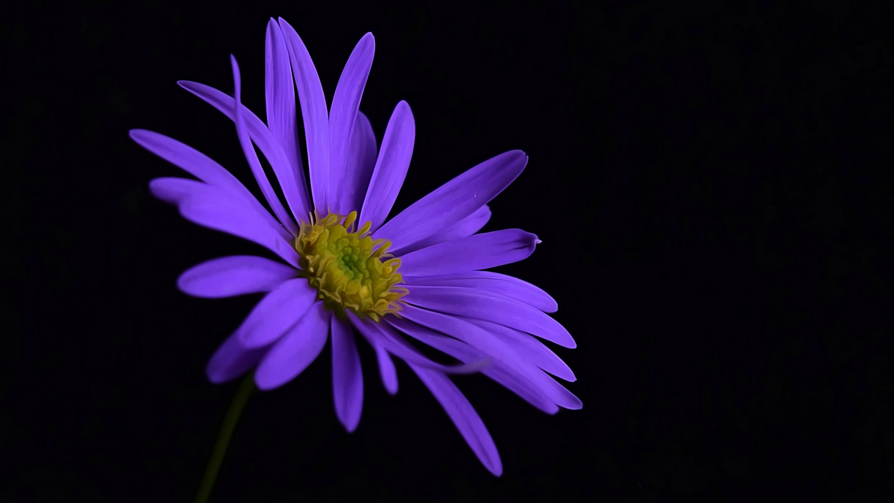 Purple Flower Blossom, HD Flowers, 4k Wallpapers, Images ...