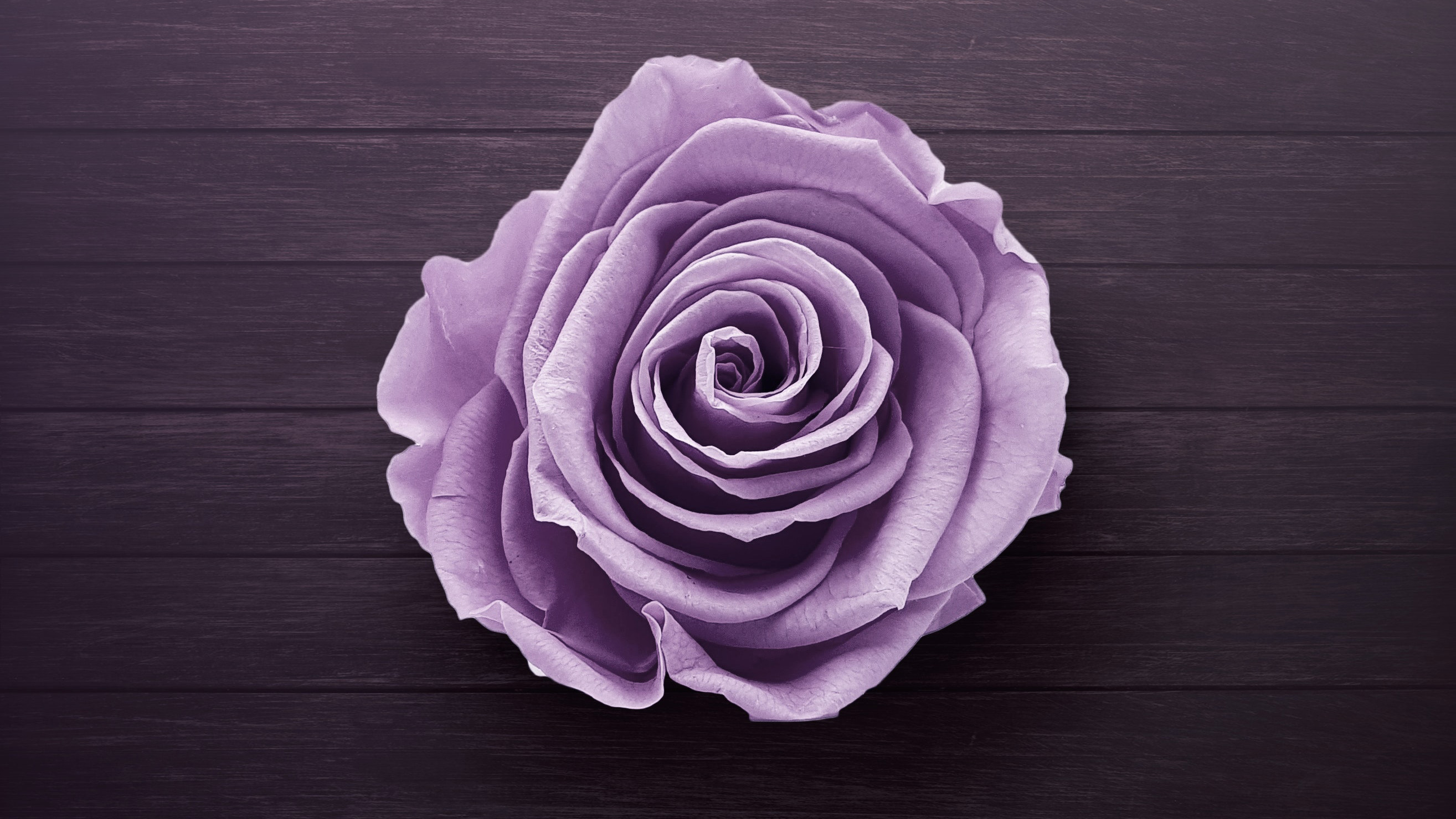 Purple Rose, HD Flowers, 4k Wallpapers, Images, Backgrounds, Photos and
