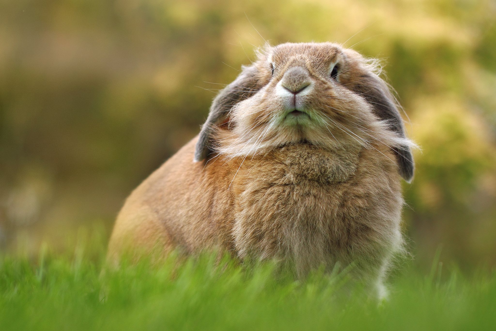 Rabbit, HD Animals, 4k Wallpapers, Images, Backgrounds, Photos and Pictures