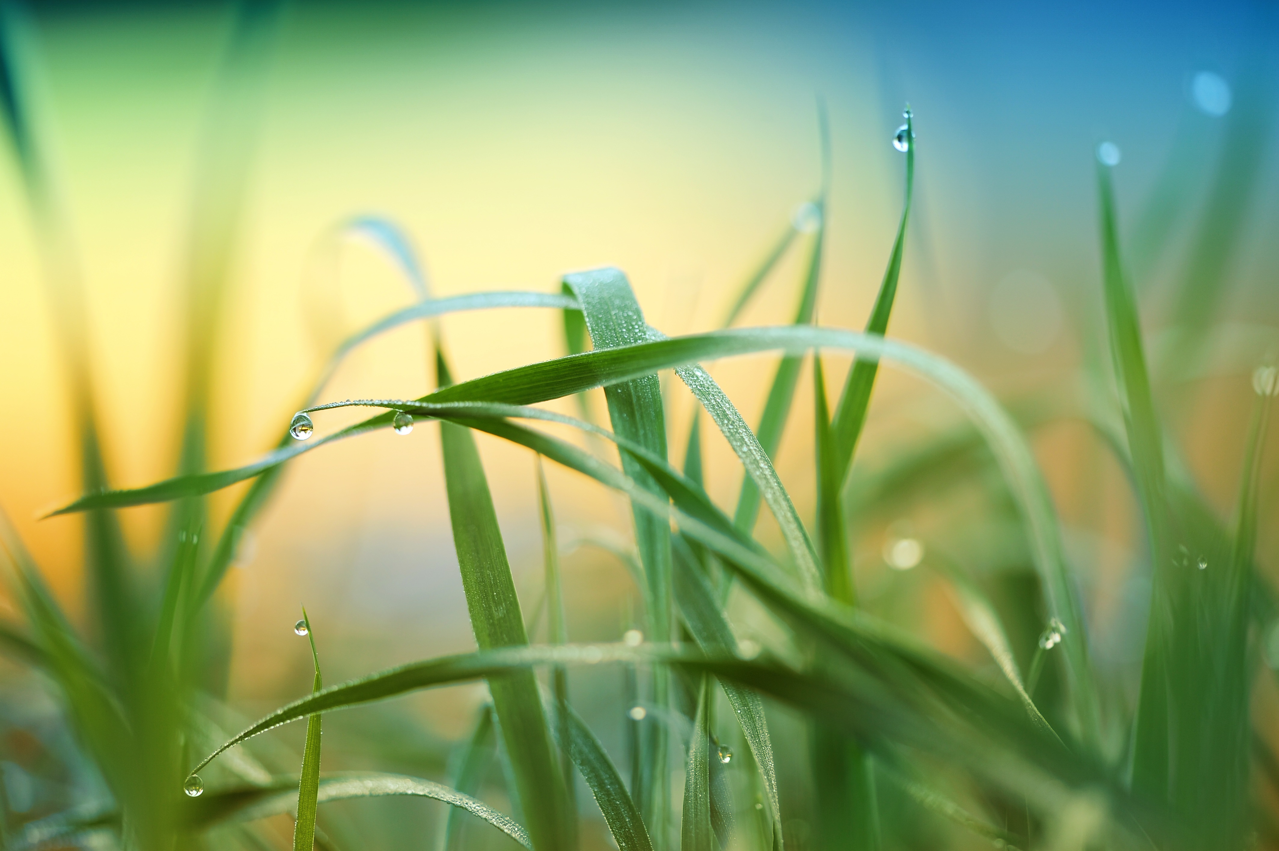 Raindrop Grass Plant 5k, HD Nature, 4k Wallpapers, Images, Backgrounds