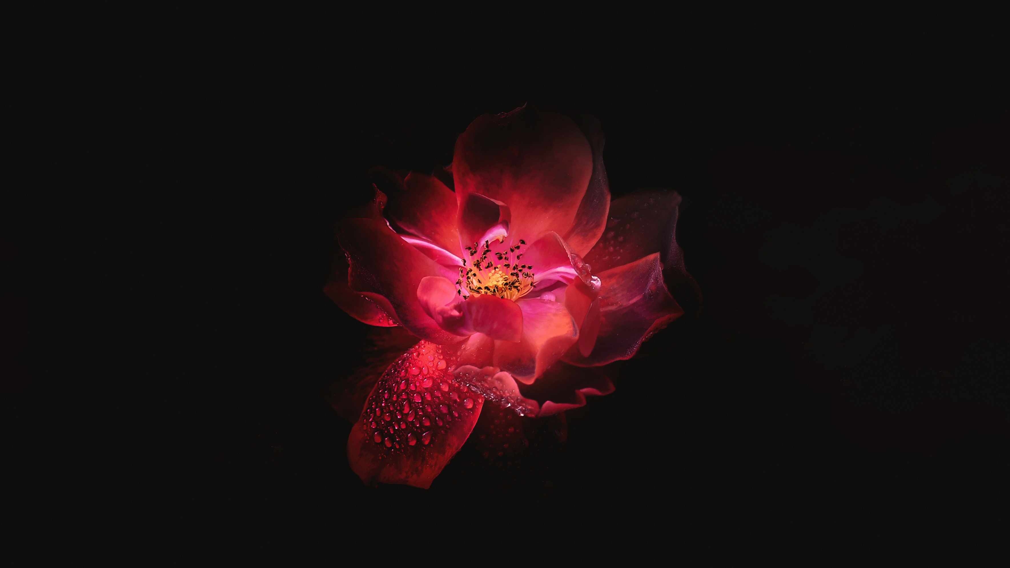 Red Flower Black Background 4k, HD Flowers, 4k Wallpapers, Images