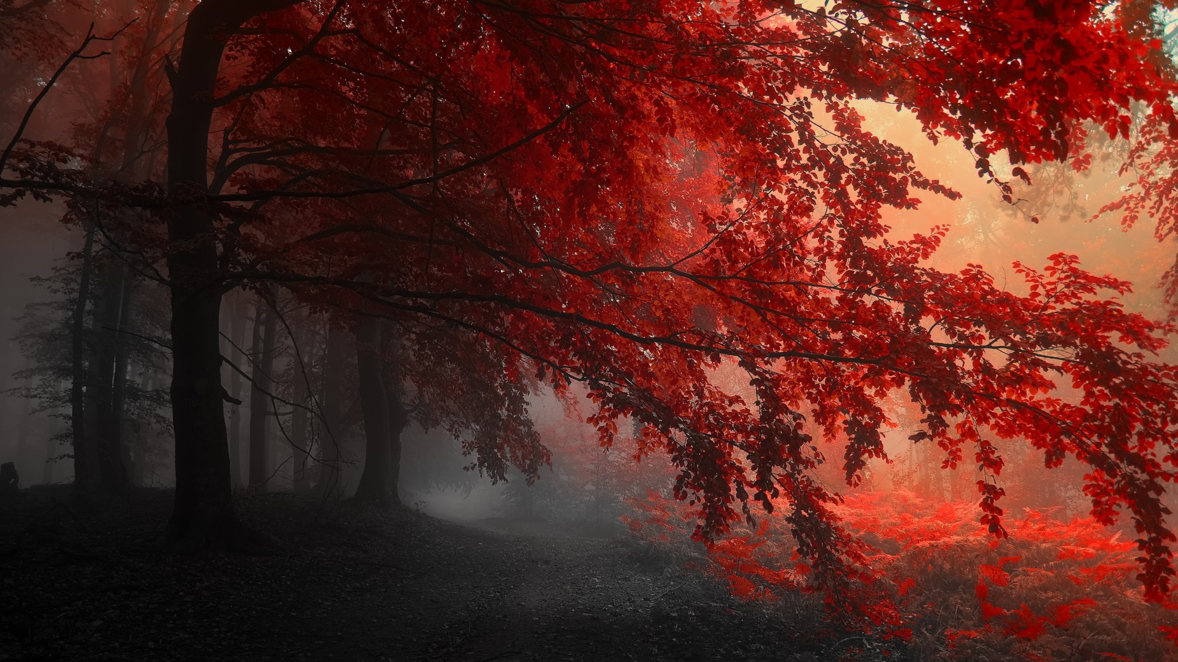 Red Forest Trees Path, HD Nature, 4k Wallpapers, Images ...
