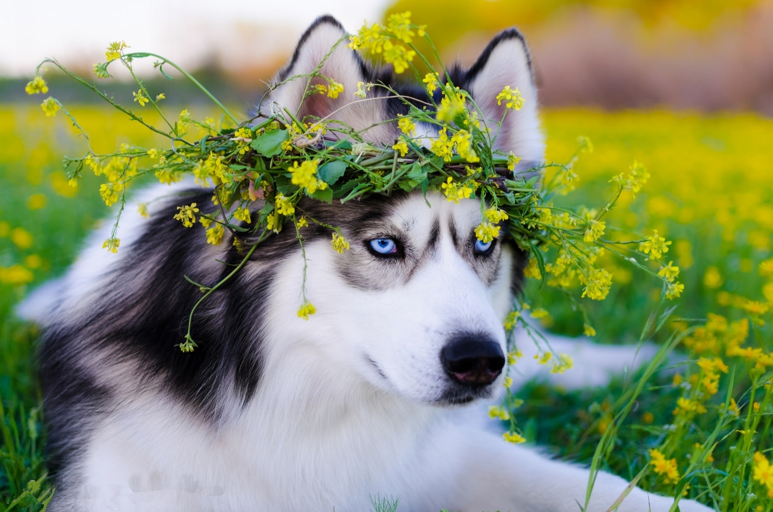Siberian Husky Dog, HD Animals, 4k Wallpapers, Images, Backgrounds